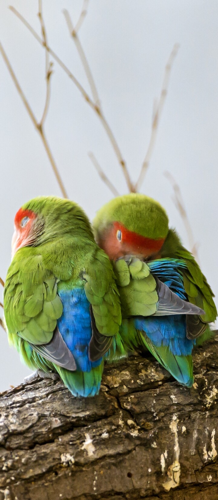 A pair of colorful, cute birds sitting side-by-side on a green tree branch surrounded by foliage.