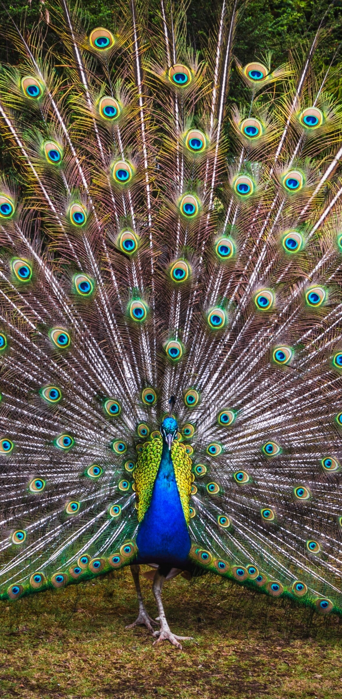 A colorful peacock with vibrant green feathers standing in a grassy field with trees.