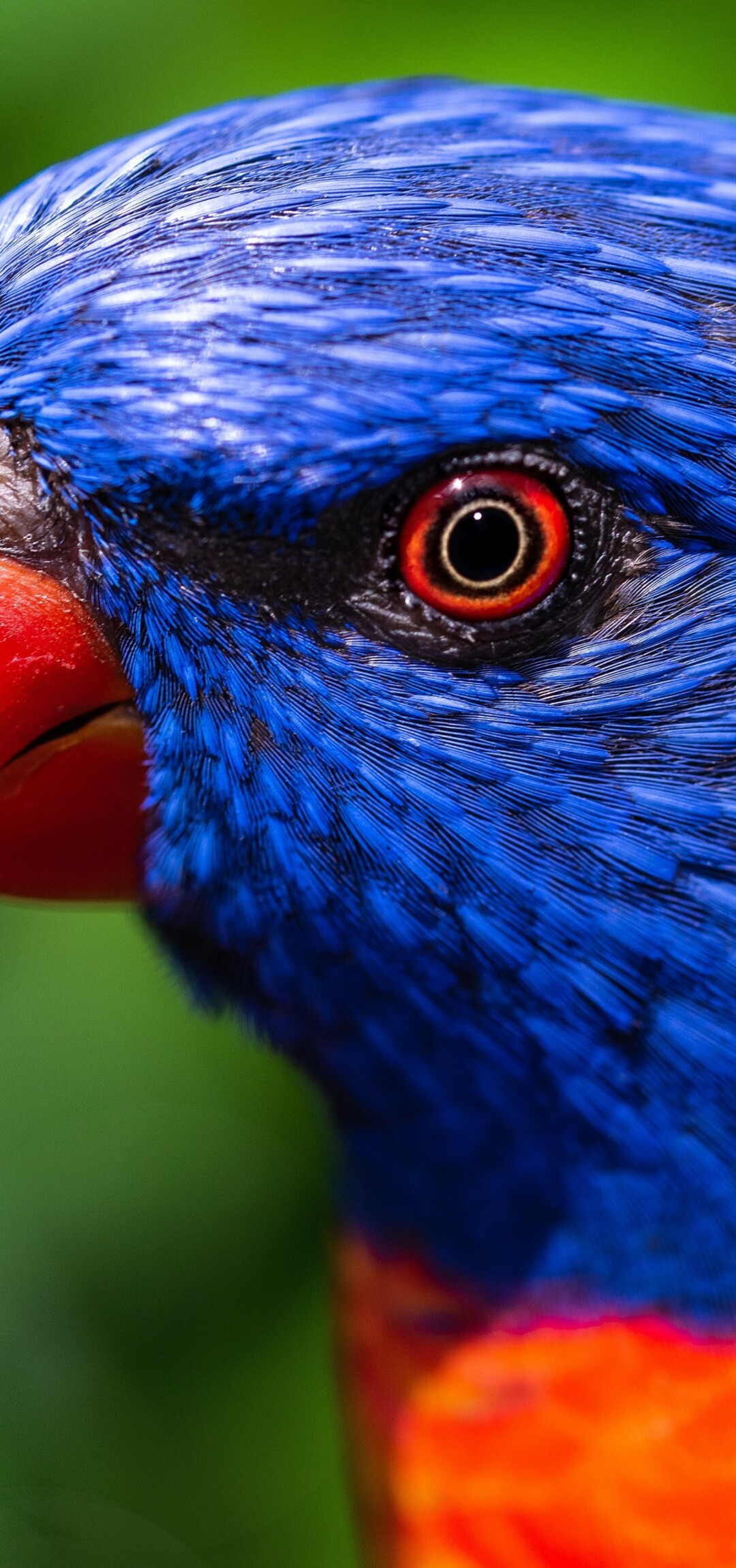 A detailed close-up of a colorful Rainbow Lorikeet with vibrant multi-colored plumage against a blurred green background.