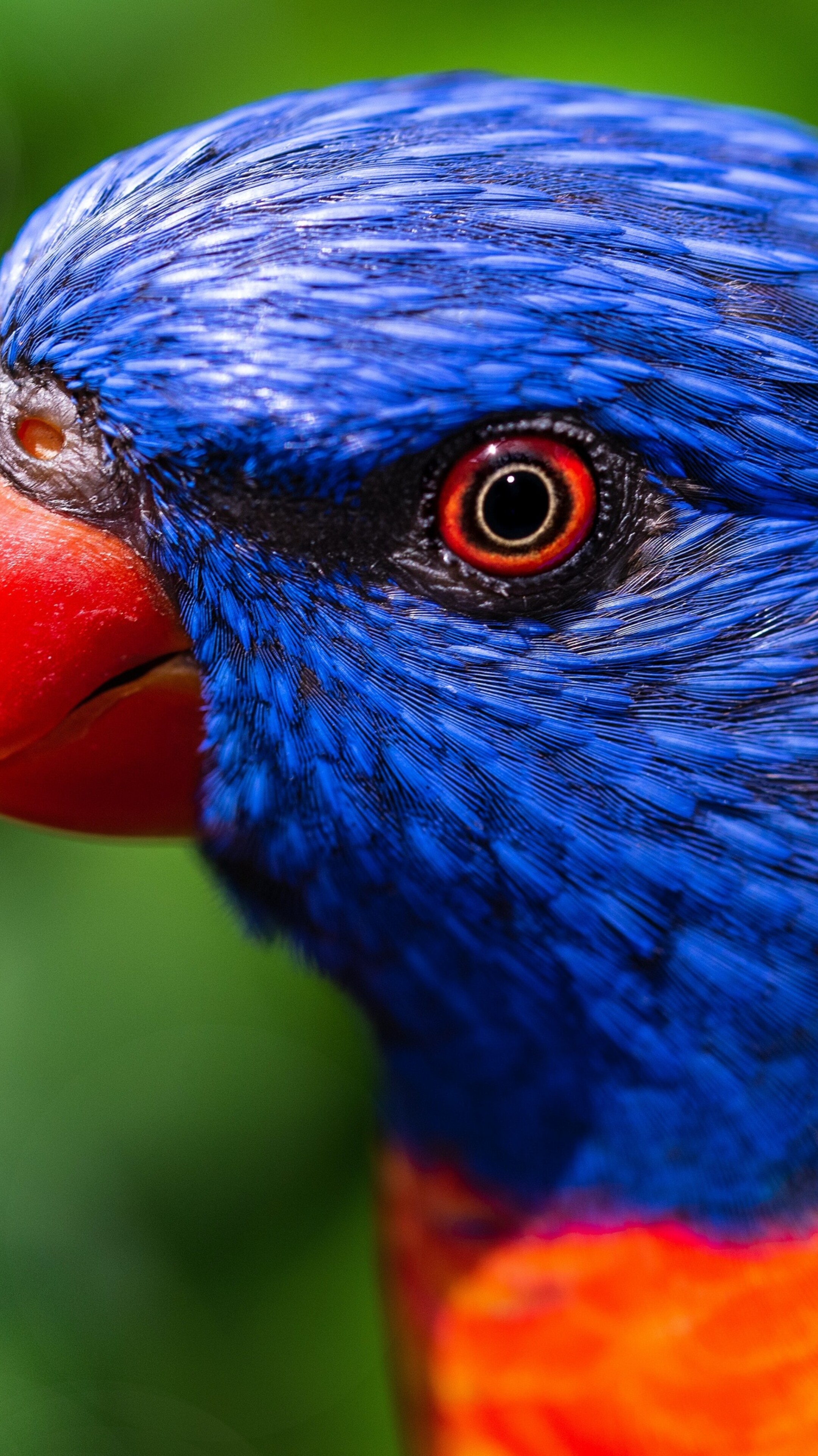 A detailed close-up of a colorful Rainbow Lorikeet with vibrant multi-colored plumage against a blurred green background.