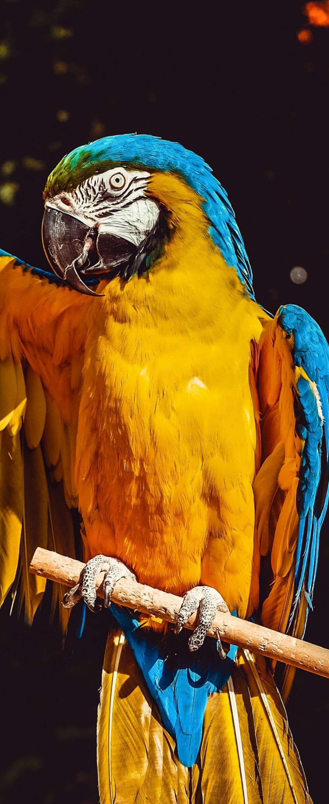 A close-up, highly detailed view of a vibrant yellow macaw with colorful feathers isolated against a dark black background.