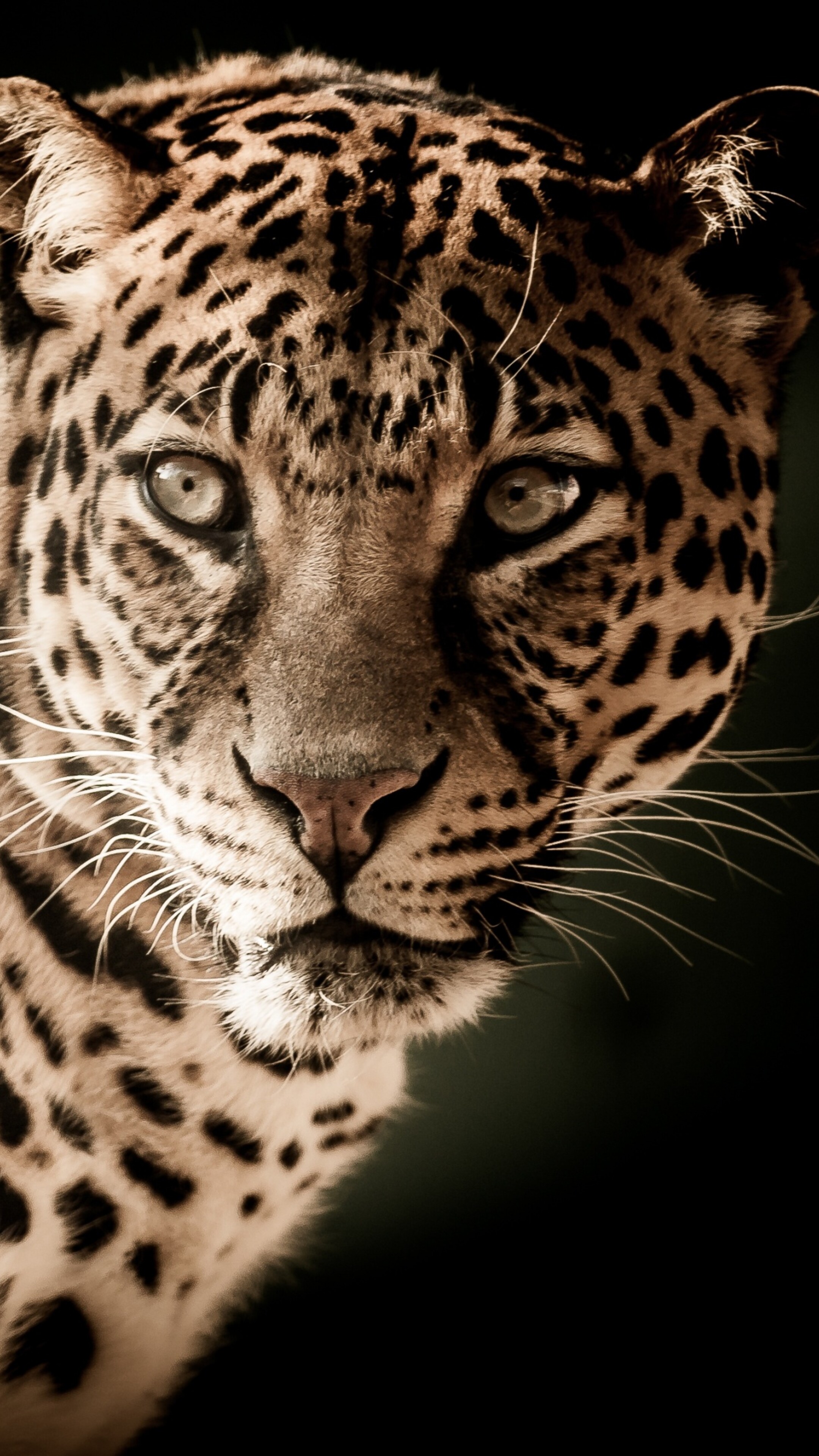 chat sauvage fonds d'écran 4k, 2k et full hd