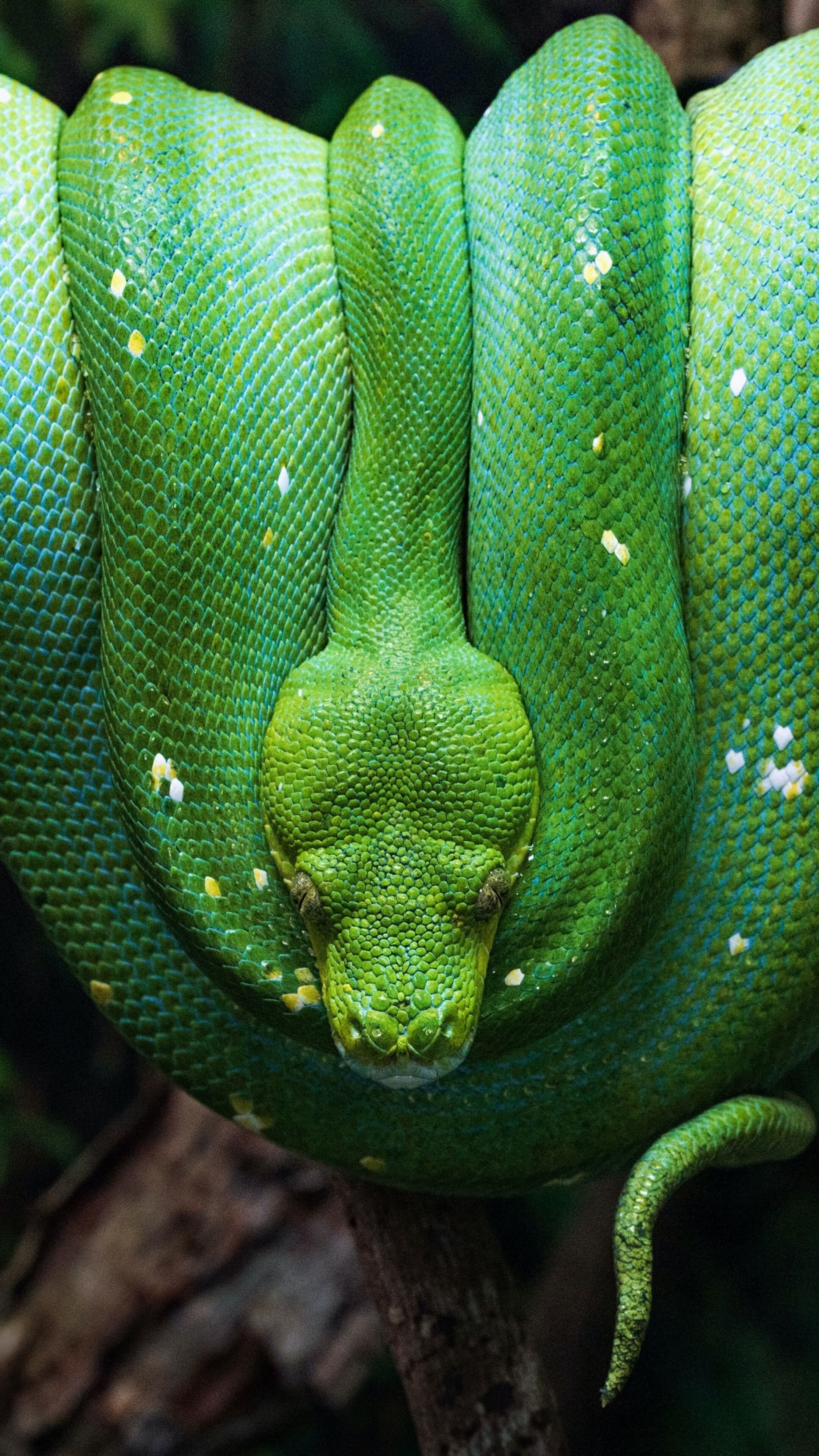 A close-up shot of a bright green python resting on a mossy tree branch in a lush tropical forest.