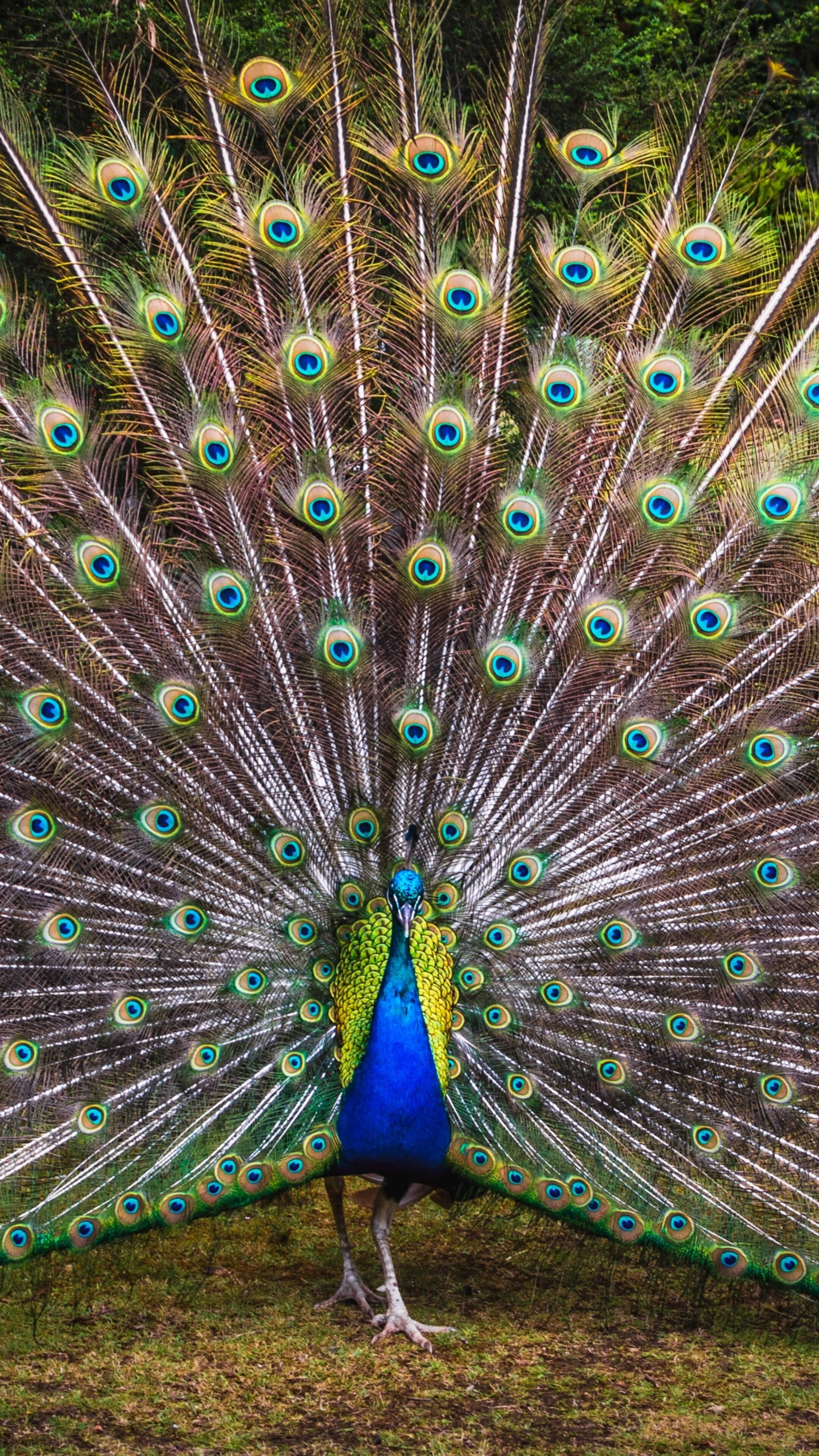 A colorful peacock with vibrant green feathers standing in a grassy field with trees.