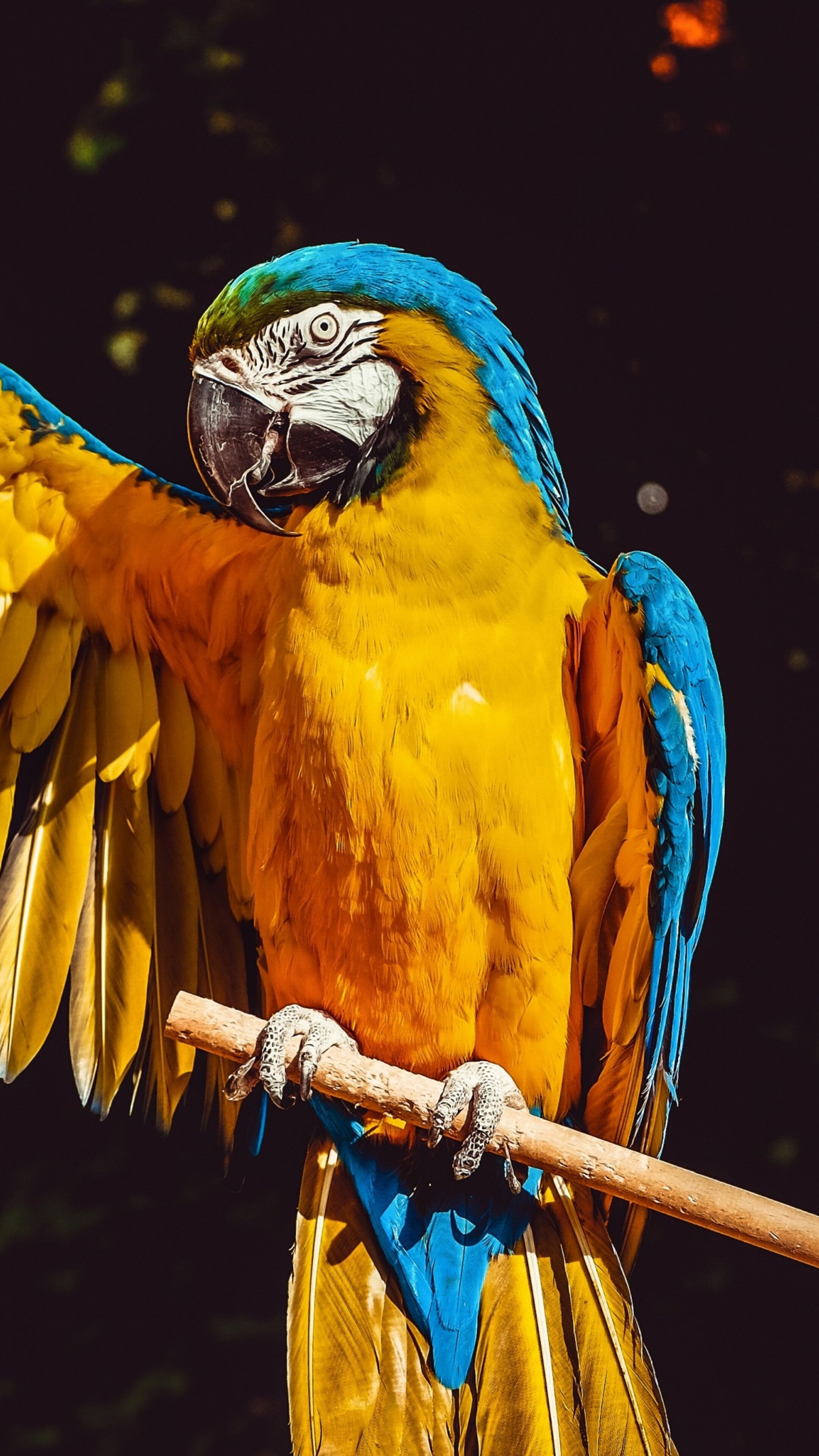 A close-up, highly detailed view of a vibrant yellow macaw with colorful feathers isolated against a dark black background.