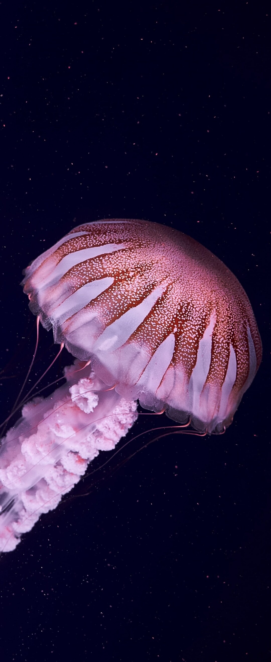 A close-up of a glowing pink jellyfish with luminous tentacles floating in a dark, underwater sea environment.