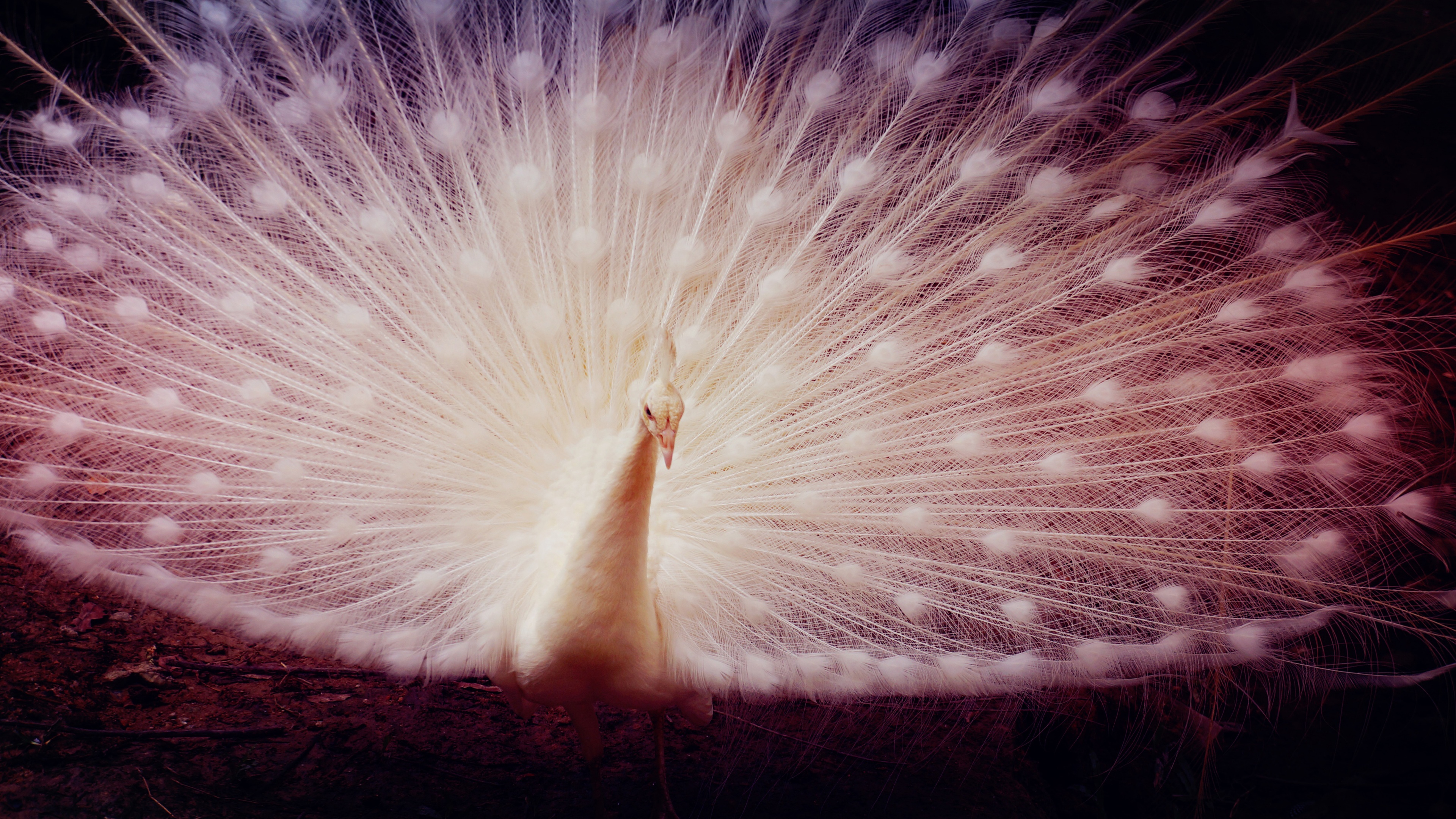 A majestic peacock with vibrant, colorful feathers set against a soft, girly, and aesthetic pastel-colored floral background.