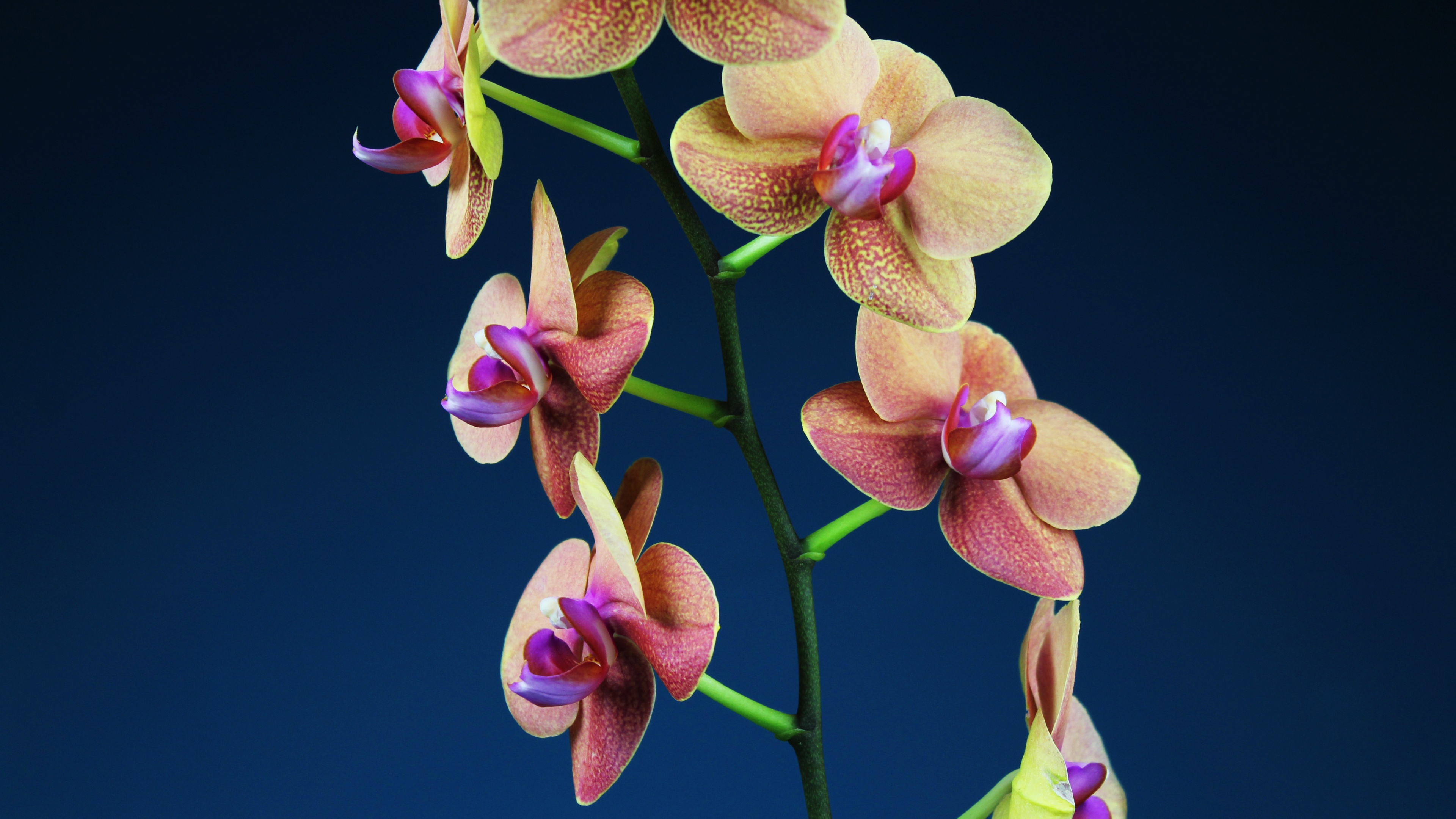 A stunning macro view of blooming orchid flowers against a soft, calming blue backdrop.