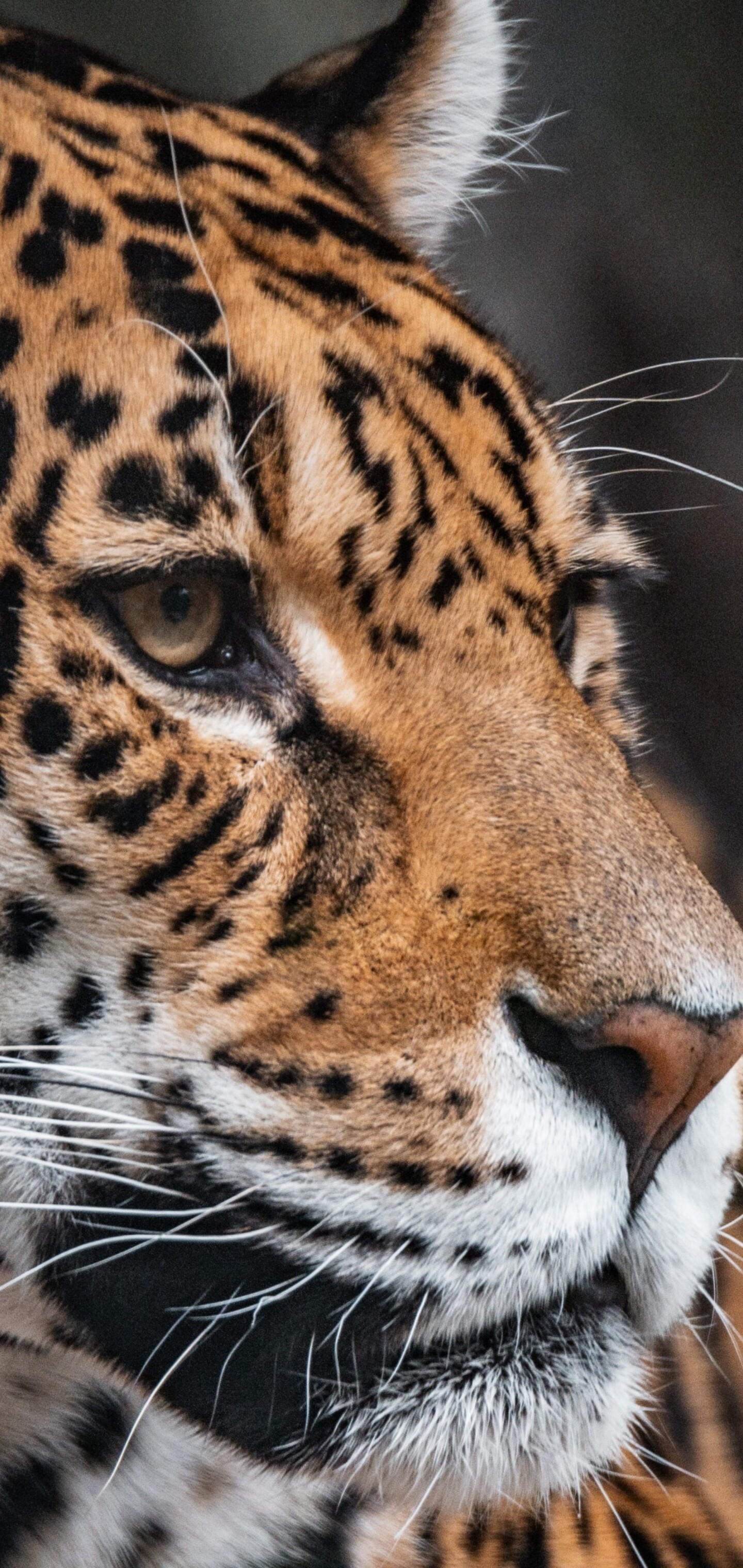 A detailed close-up portrait of a leopard's face, focusing on its piercing eyes and spotted fur at the ARTIS Zoo in Amsterdam.