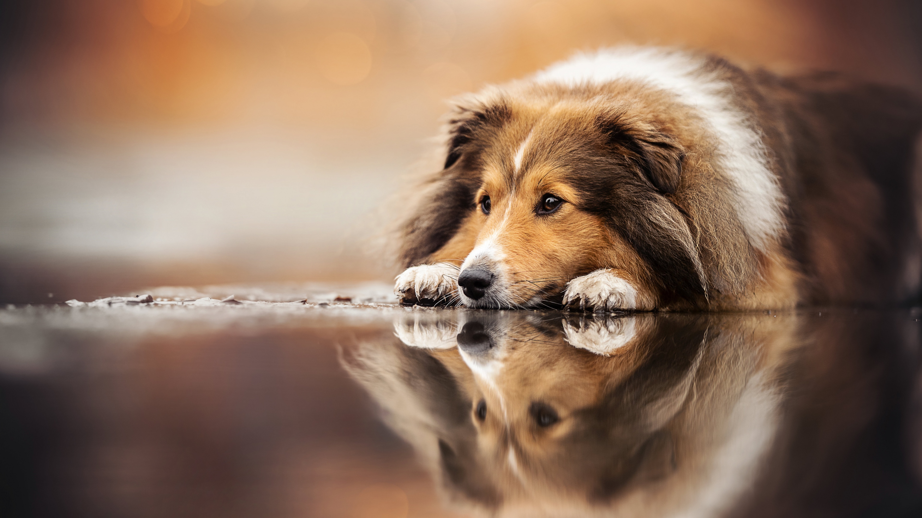 A close-up, high-resolution portrait of a dog with a visibly sad and mournful facial expression.