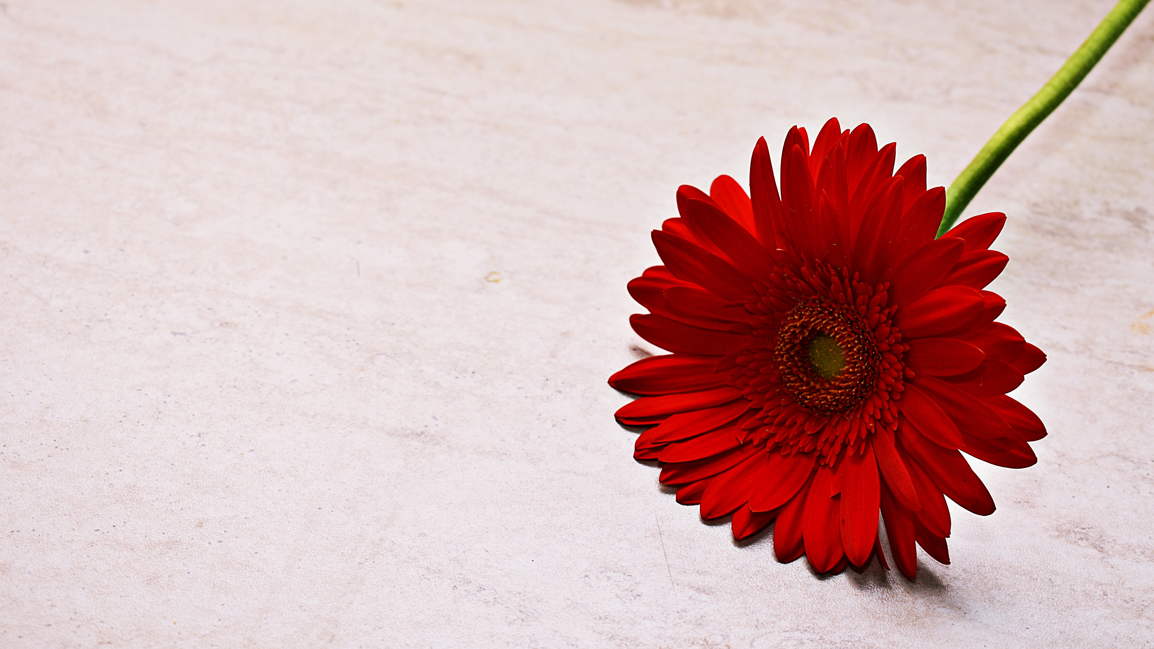 A macro close-up of a vibrant red Gerbera Daisy flower in full bloom.