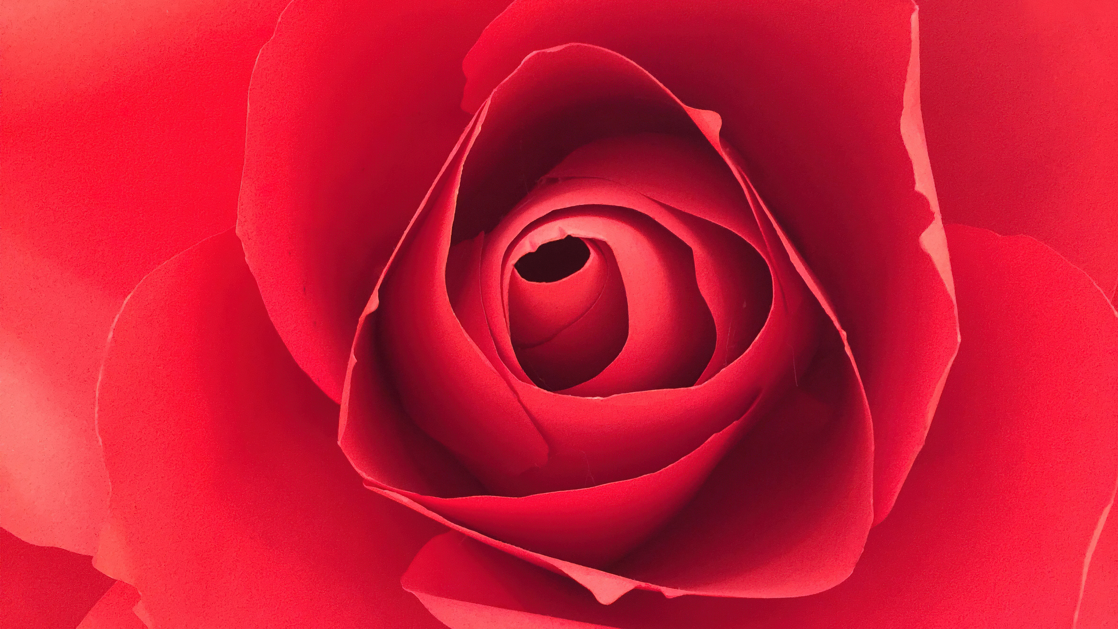 Macro photography of a vibrant red rose petal texture