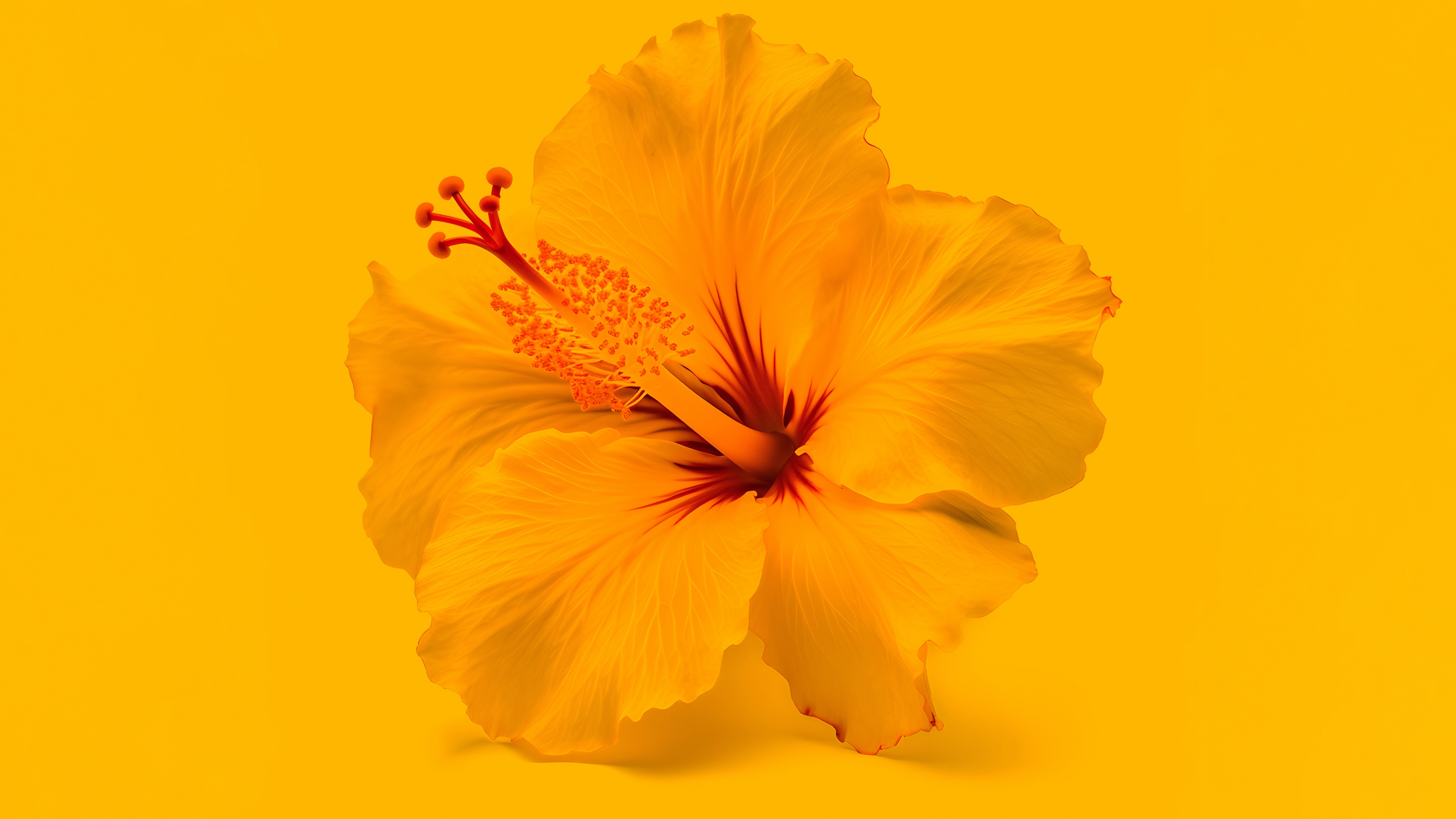 Macro view of bright yellow hibiscus flowers with a matching yellow backdrop.