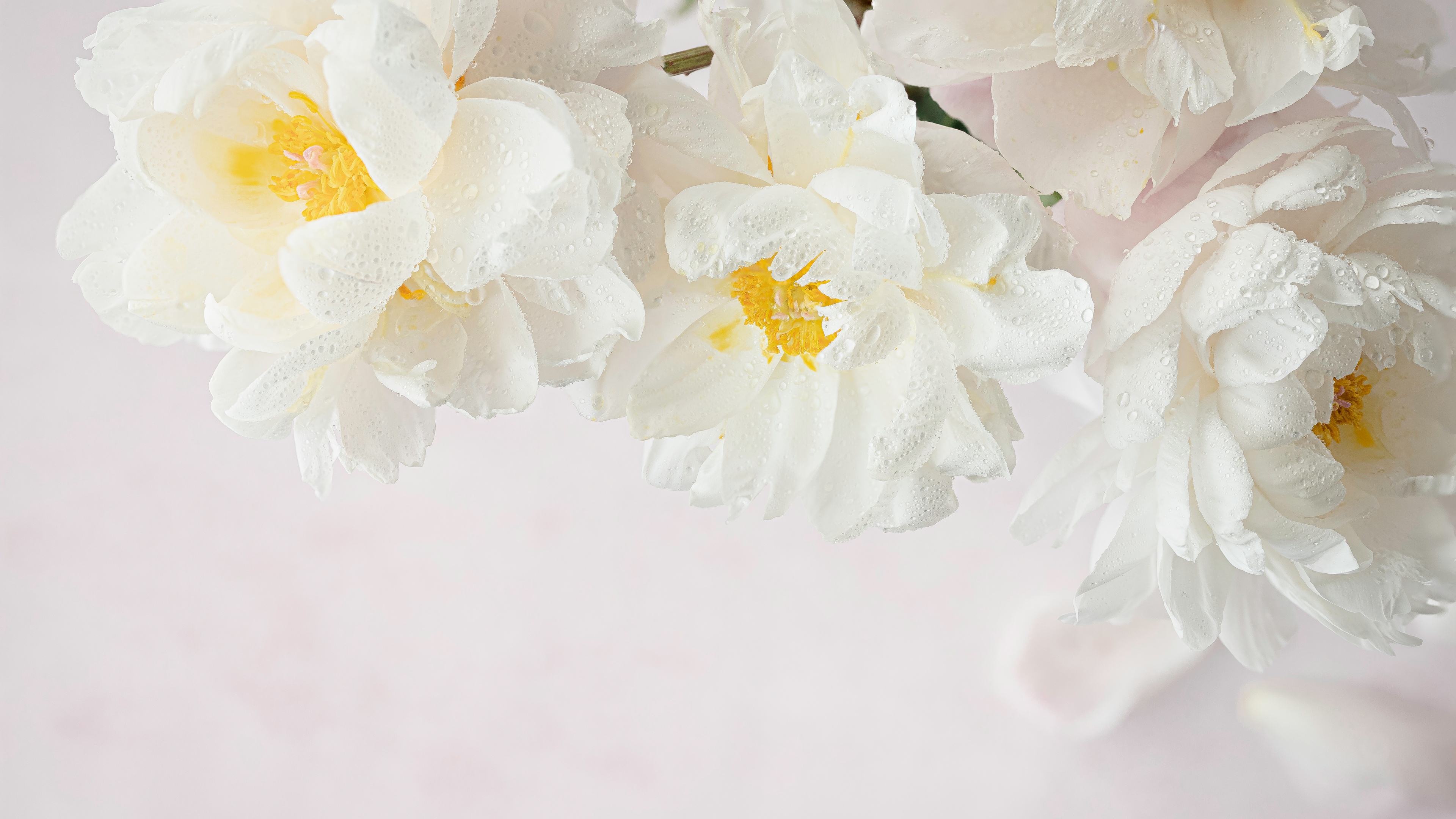 Close-up of delicate white peony flowers with soft petals on a clean white background.