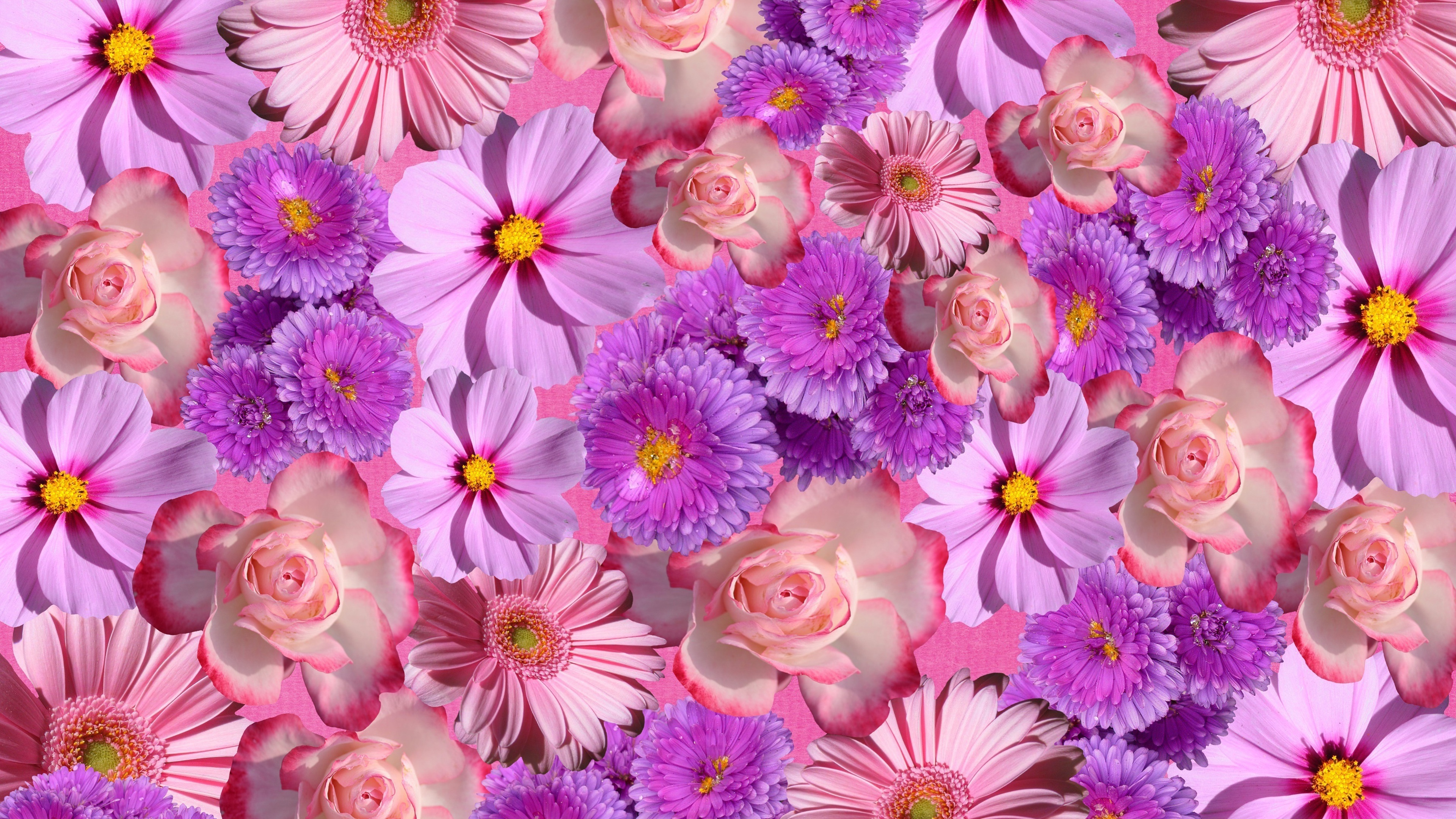 A beautiful close-up of purple gerbera daisies and roses nestled in a lush, blooming floral background.