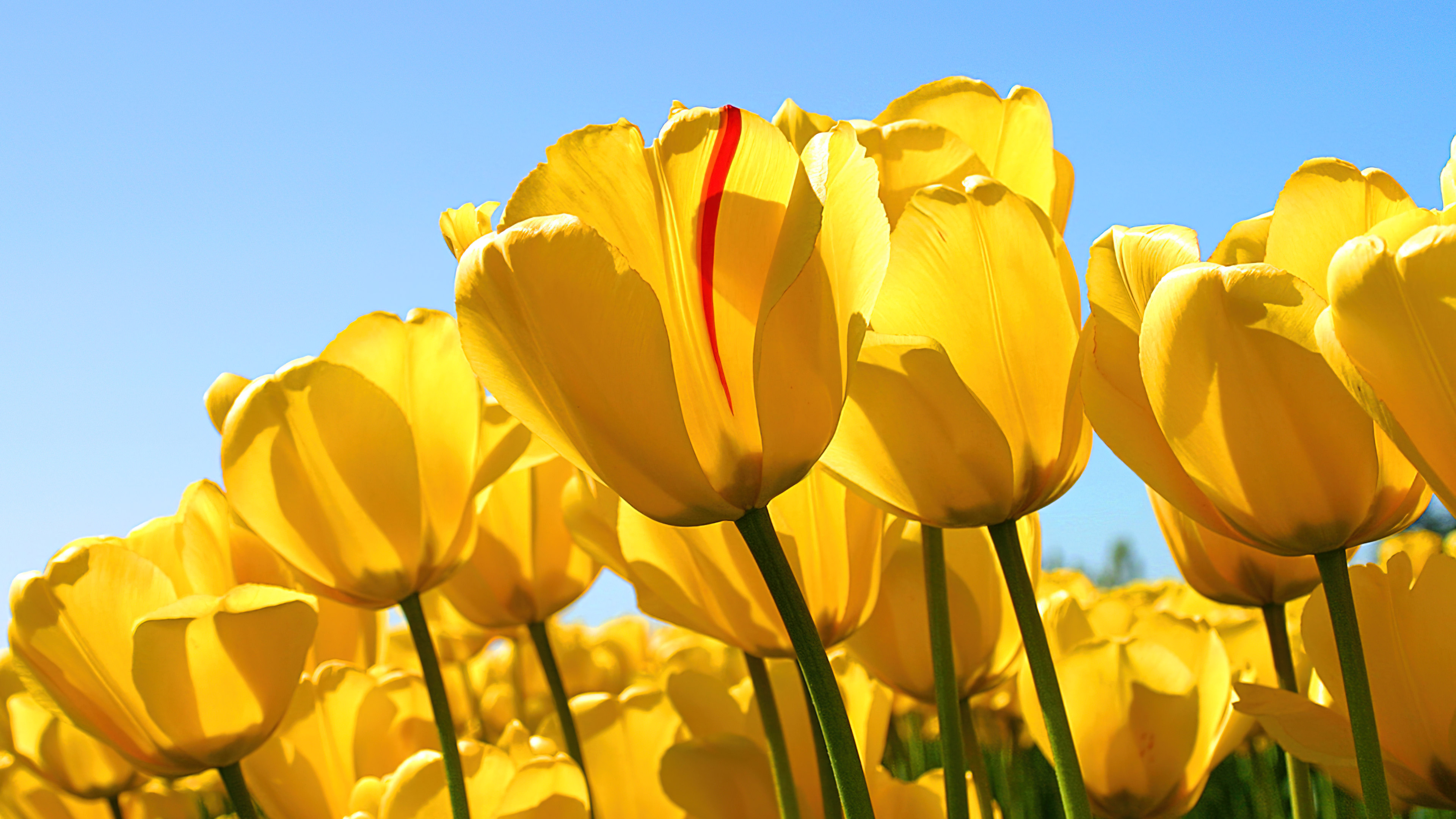 A field of vibrant yellow tulips blooming in a lush green garden under soft sunlight.