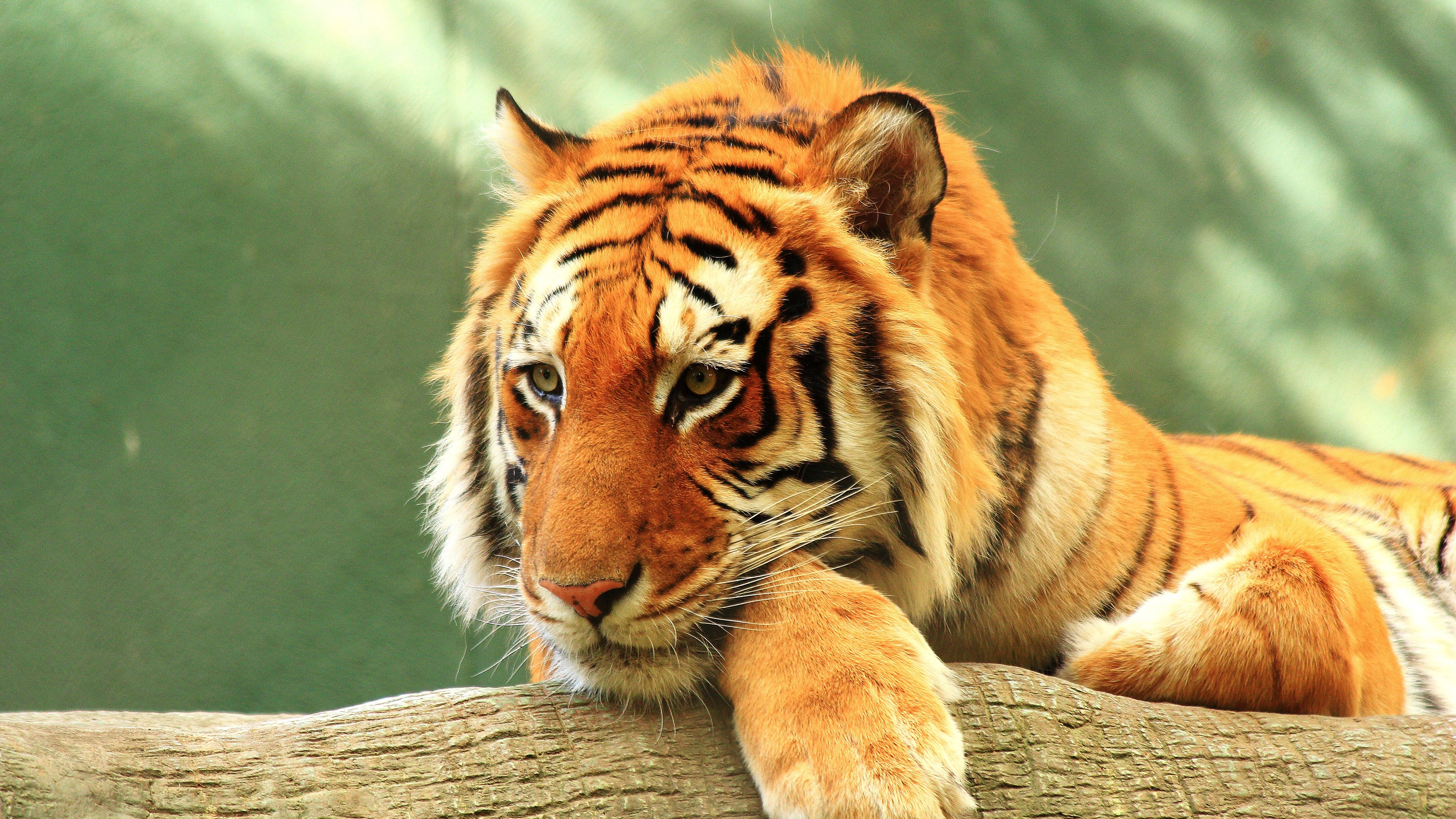 A large tiger staring intensely while resting on a wooden log in a natural habitat.