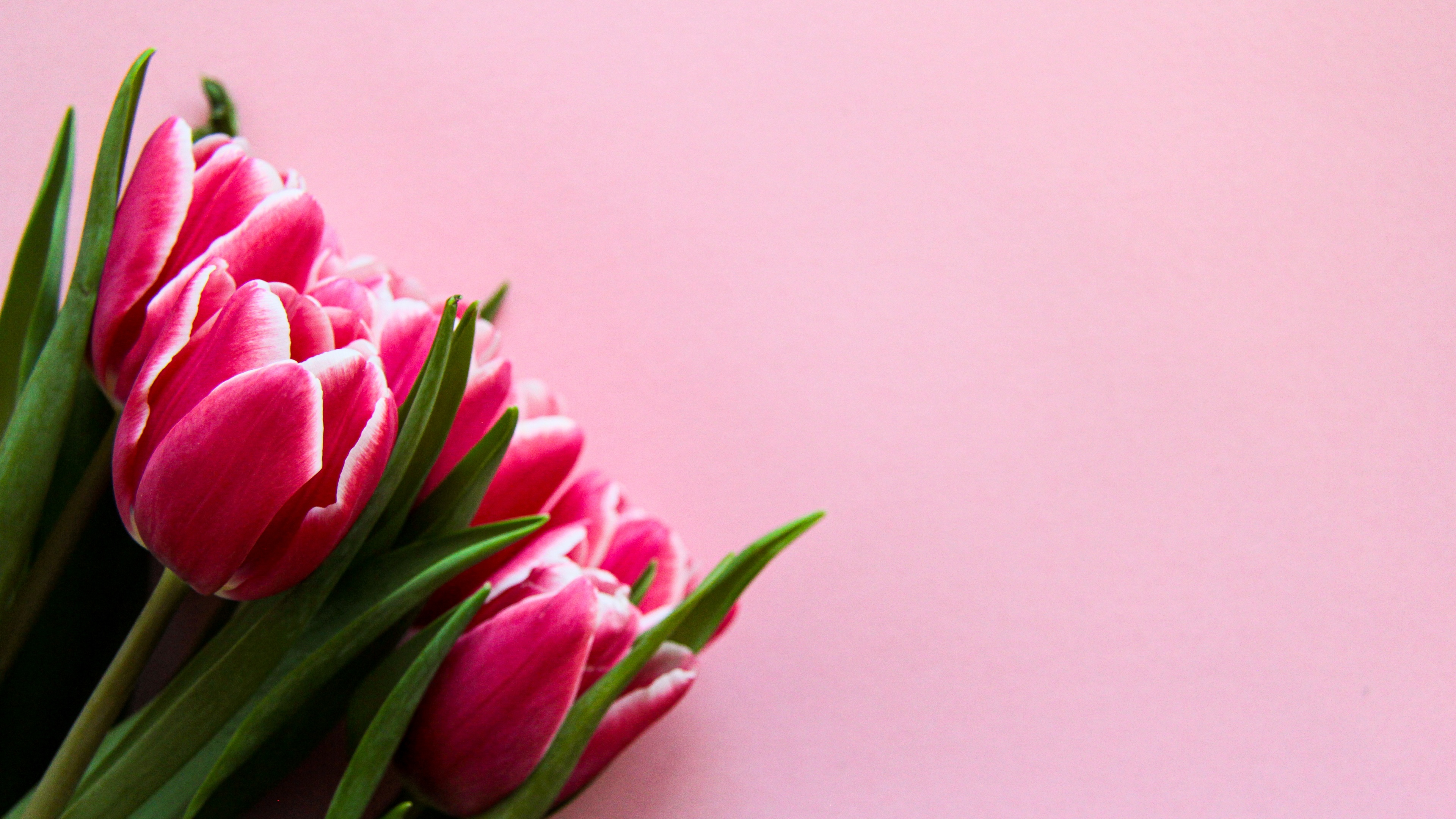 Close-up shot of delicate pink tulips against a soft pink monochromatic background.