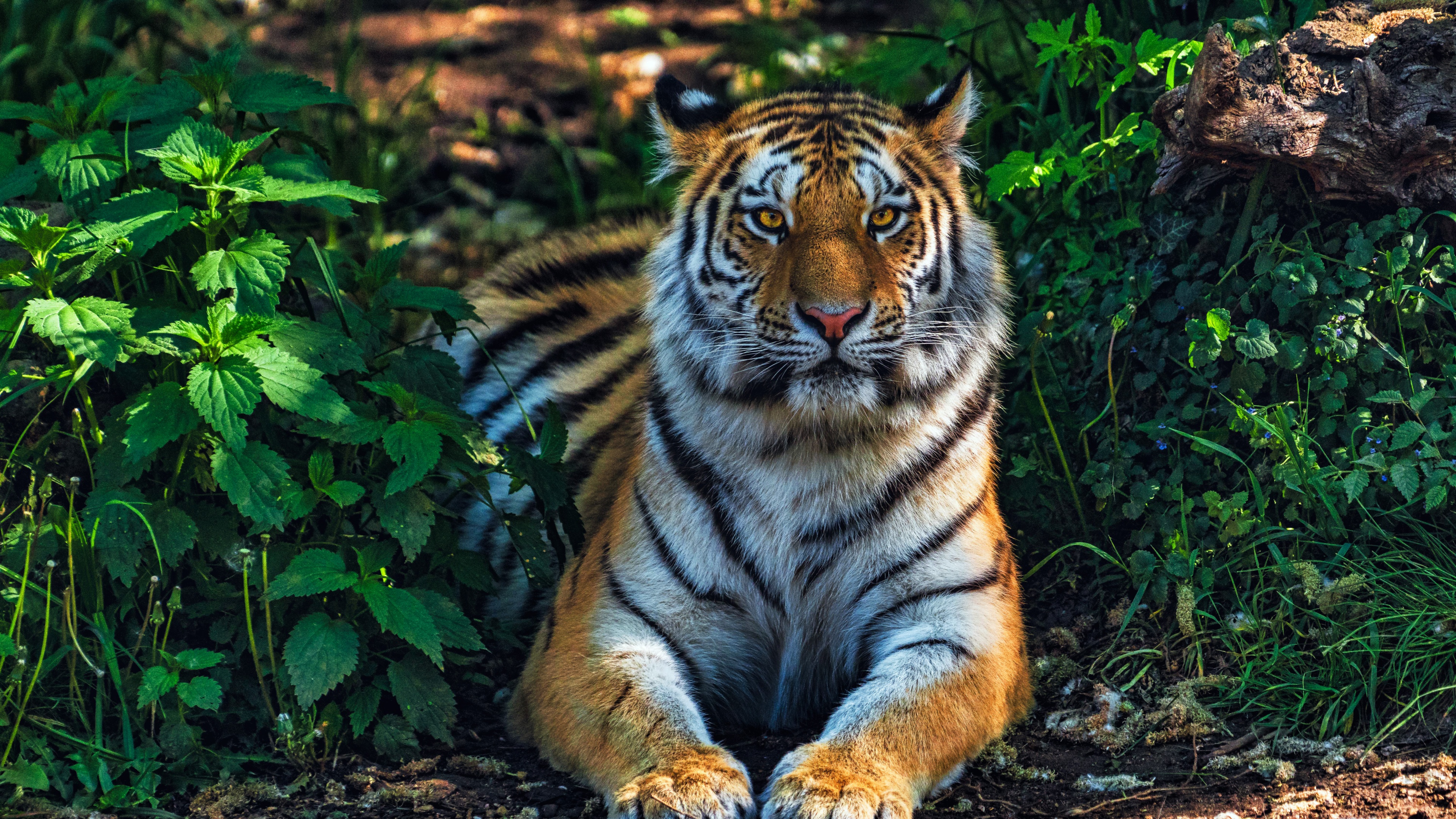 A Bengal tiger camouflaged within the dense green foliage of a tropical jungle.