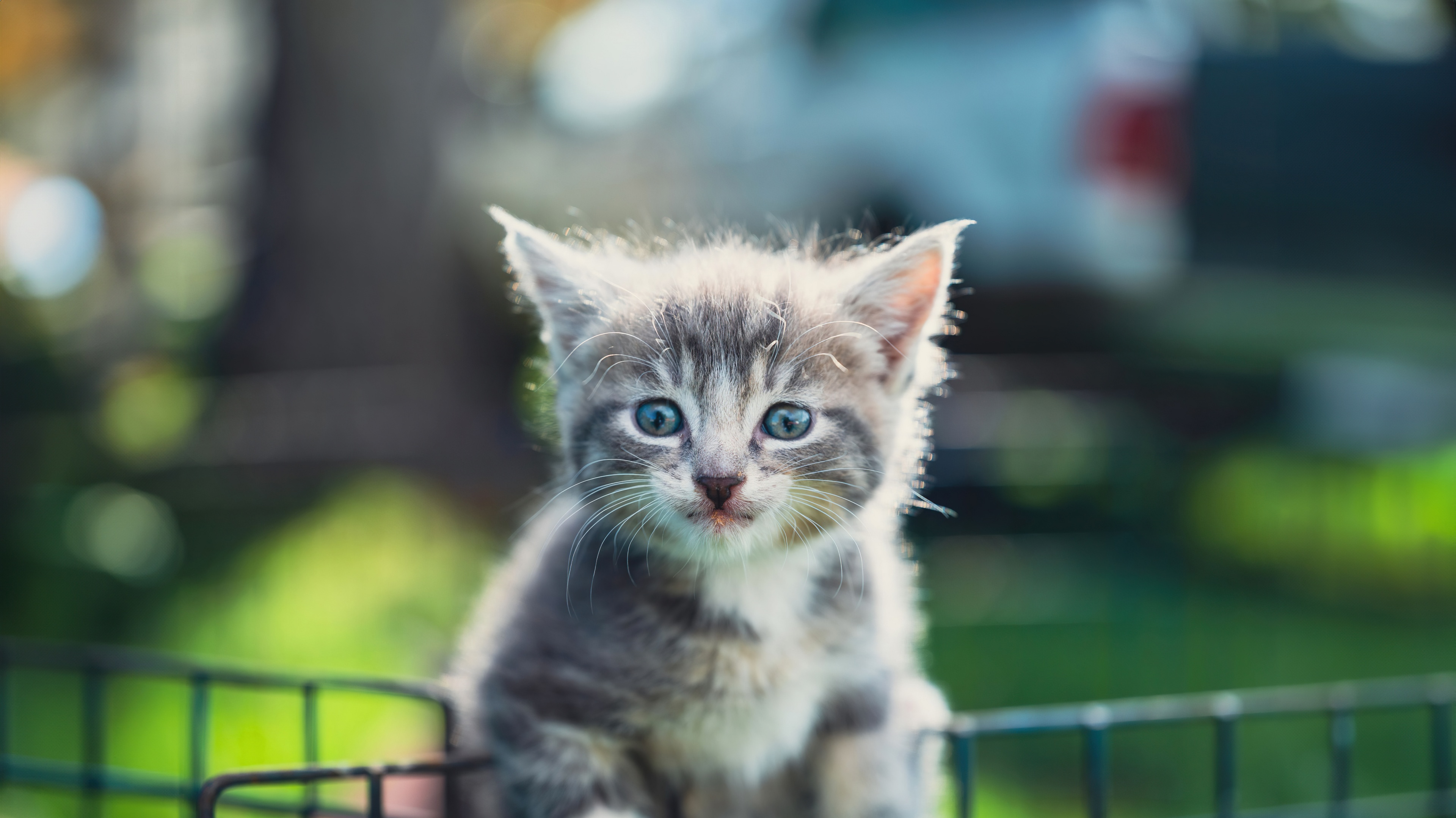 A high-resolution, detailed close-up of a cute kitten with large eyes and a blurred, soft-focus background.