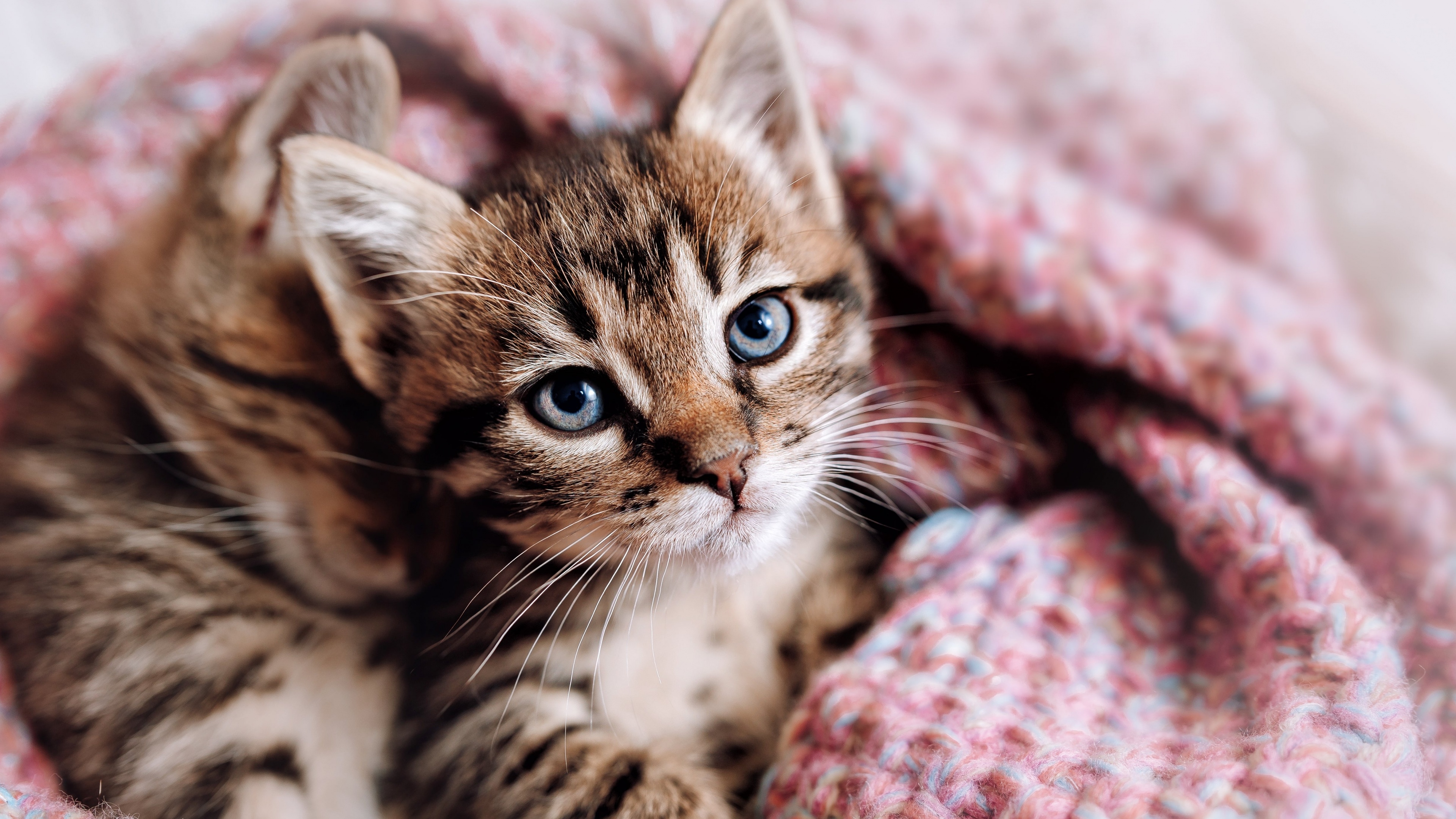A small, cute kitten resting in a cozy, aesthetically pleasing indoor setting with soft lighting.