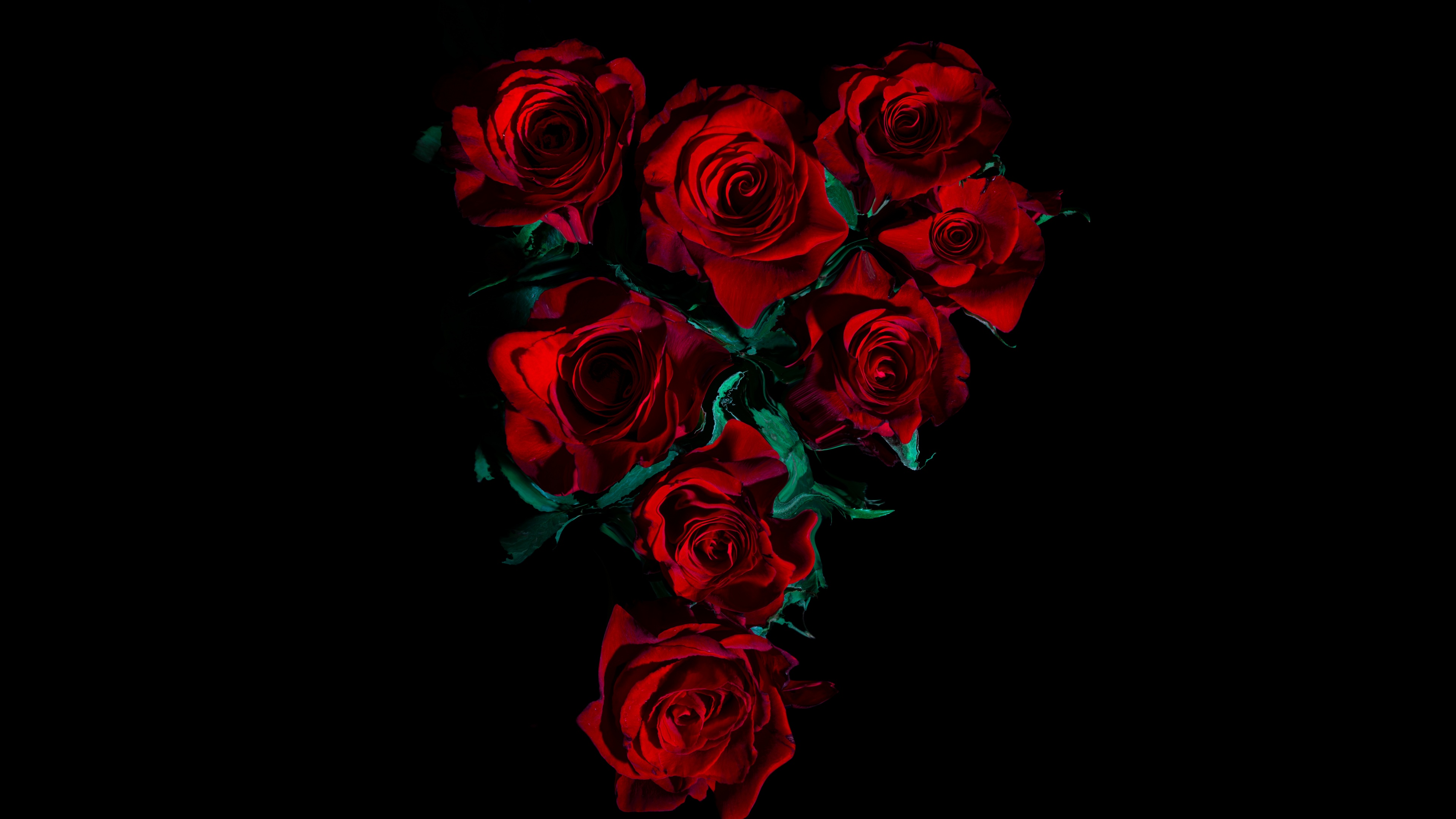 Close-up of vibrant dark red roses with velvety petals against a solid black background.