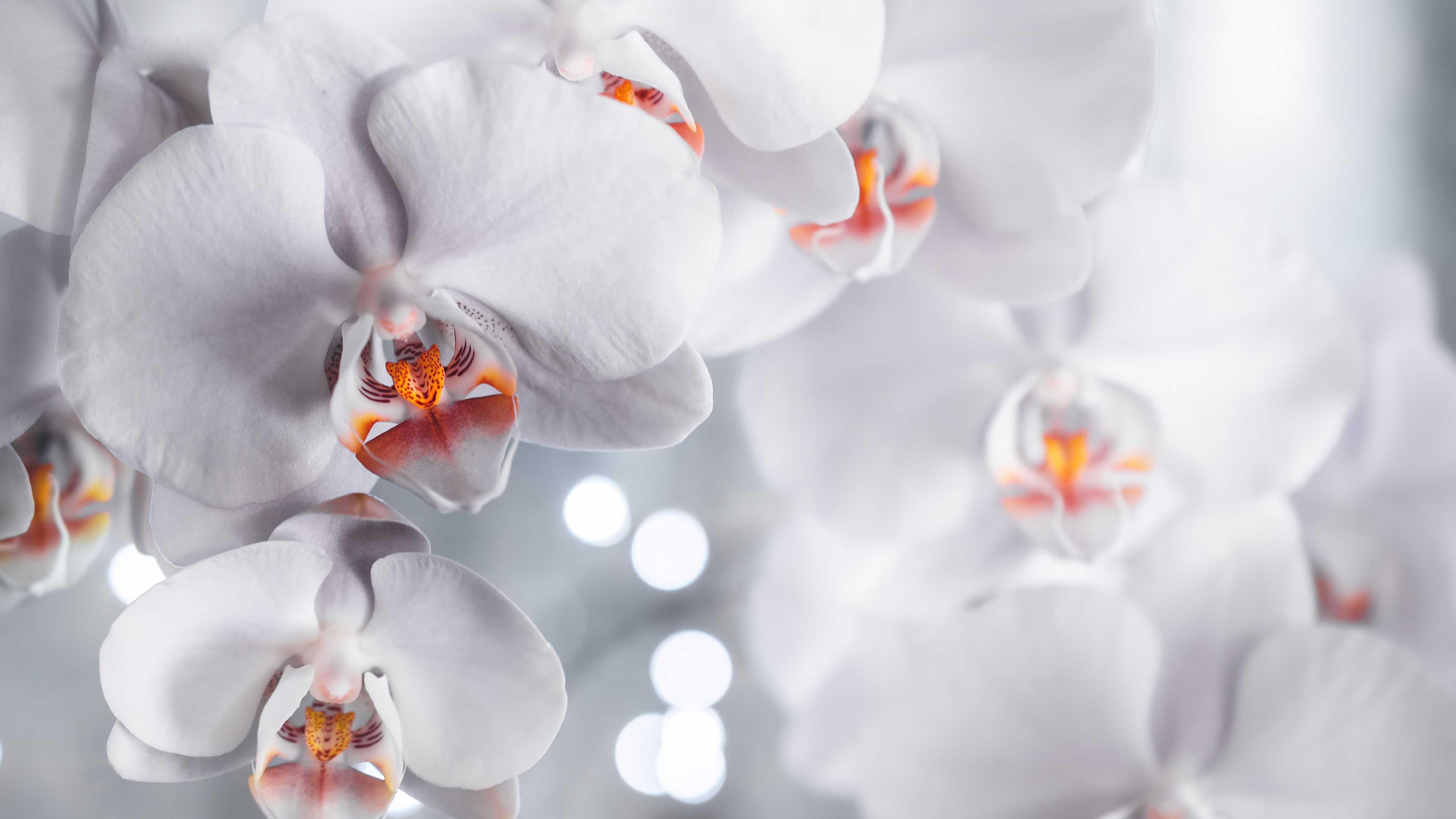 Close-up of white orchid flowers with a soft, blurred bokeh background in a white aesthetic.