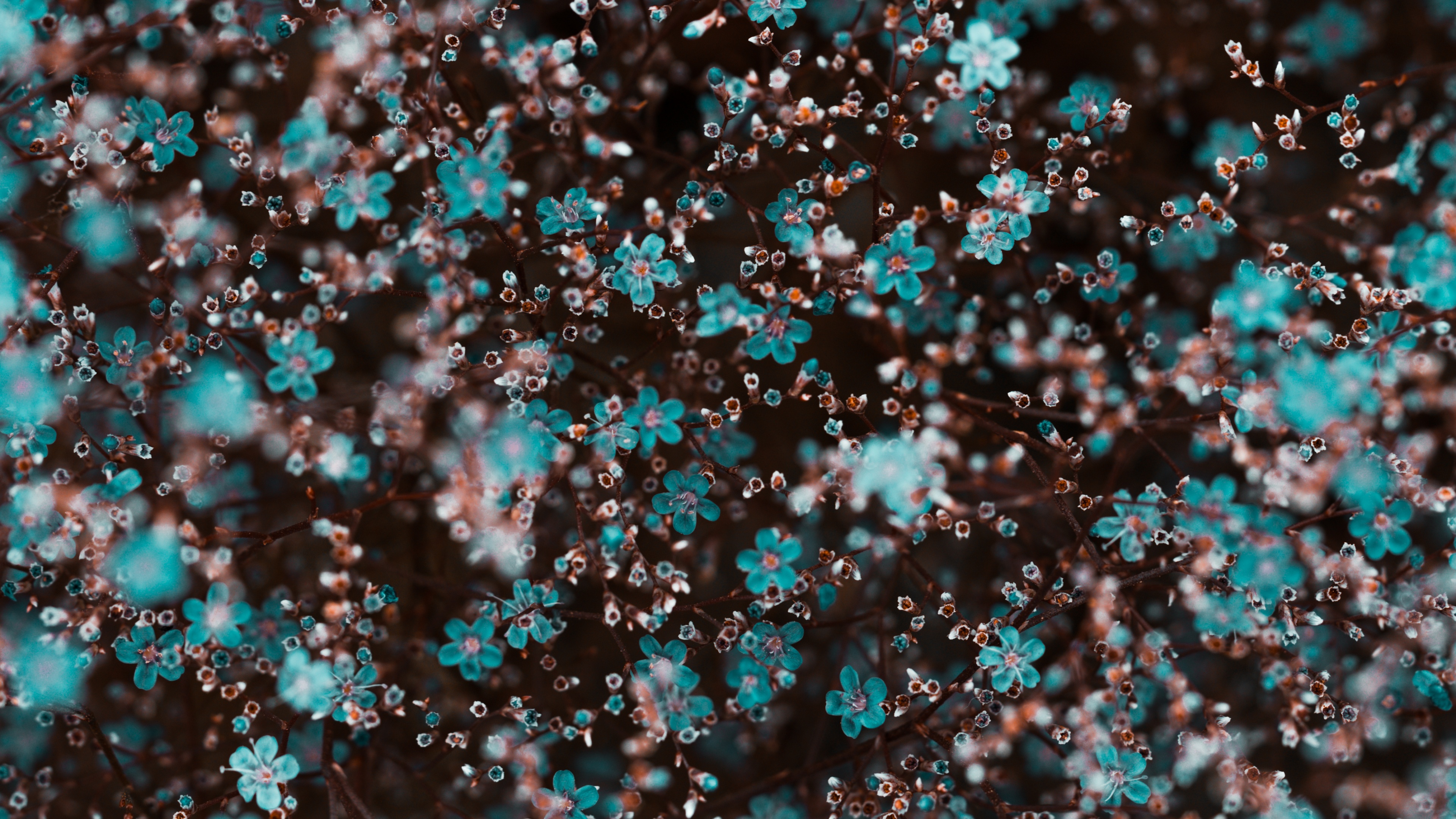 Close-up macro shot of vibrant blue flowers with a soft-focus floral background.
