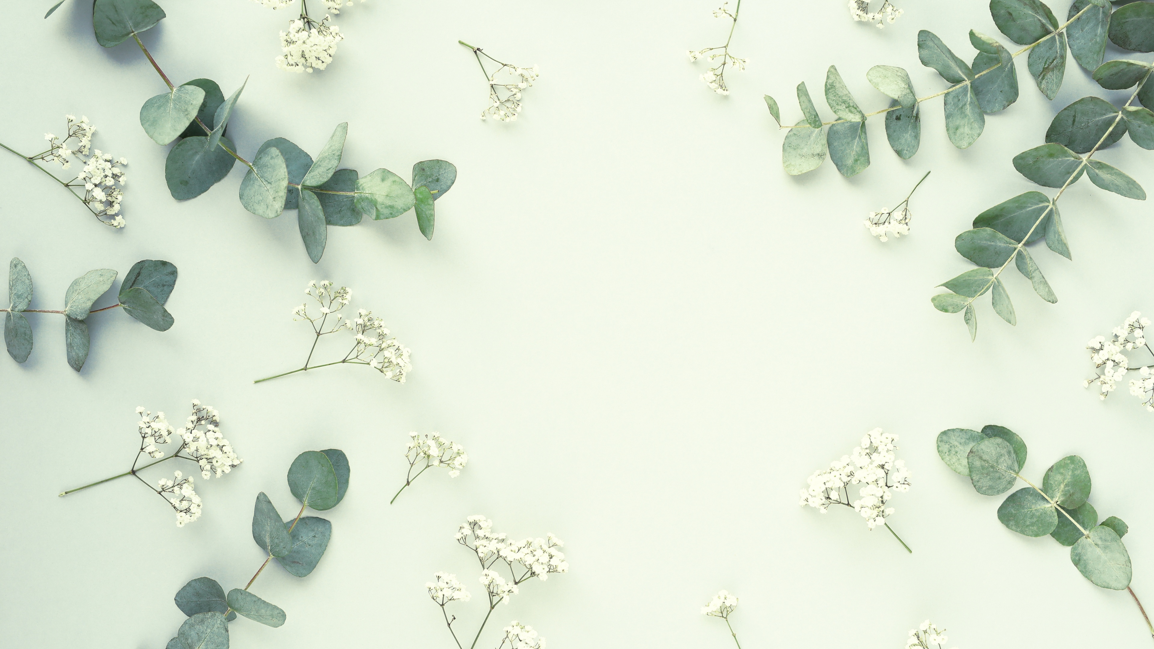 Close-up of sage green leaves featuring a soft, aesthetic botanical texture.