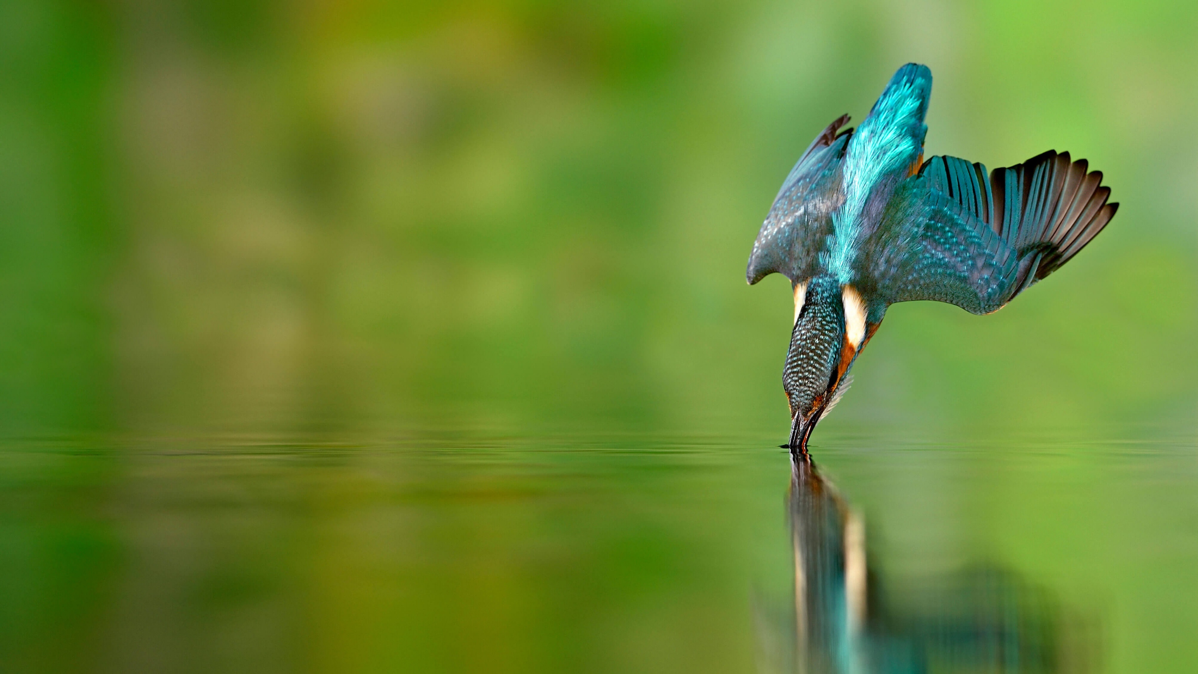 A bird captured in mid-flight against a lush, vibrant green background.