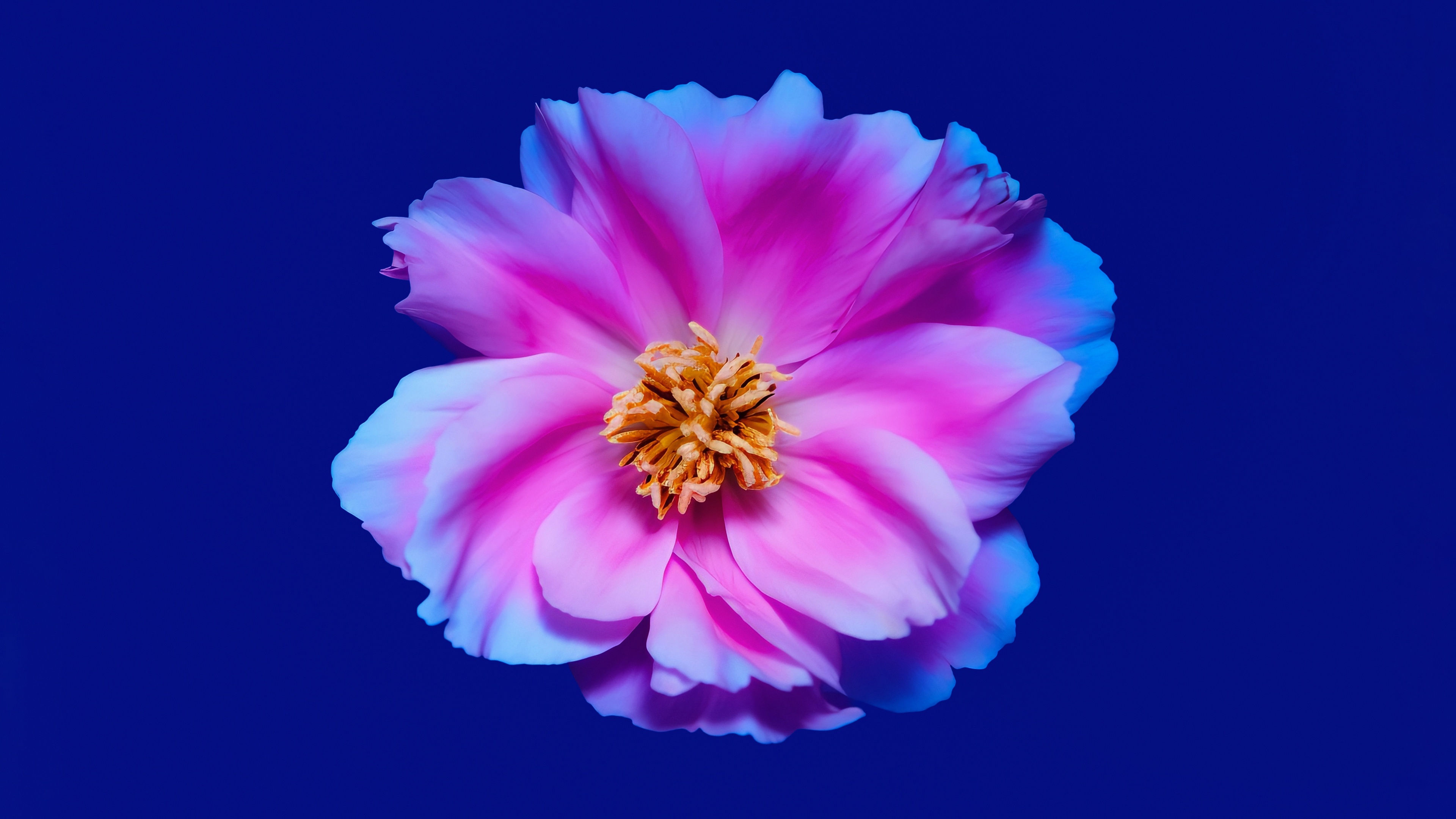 Close-up of blooming pink peony flowers on a solid blue background