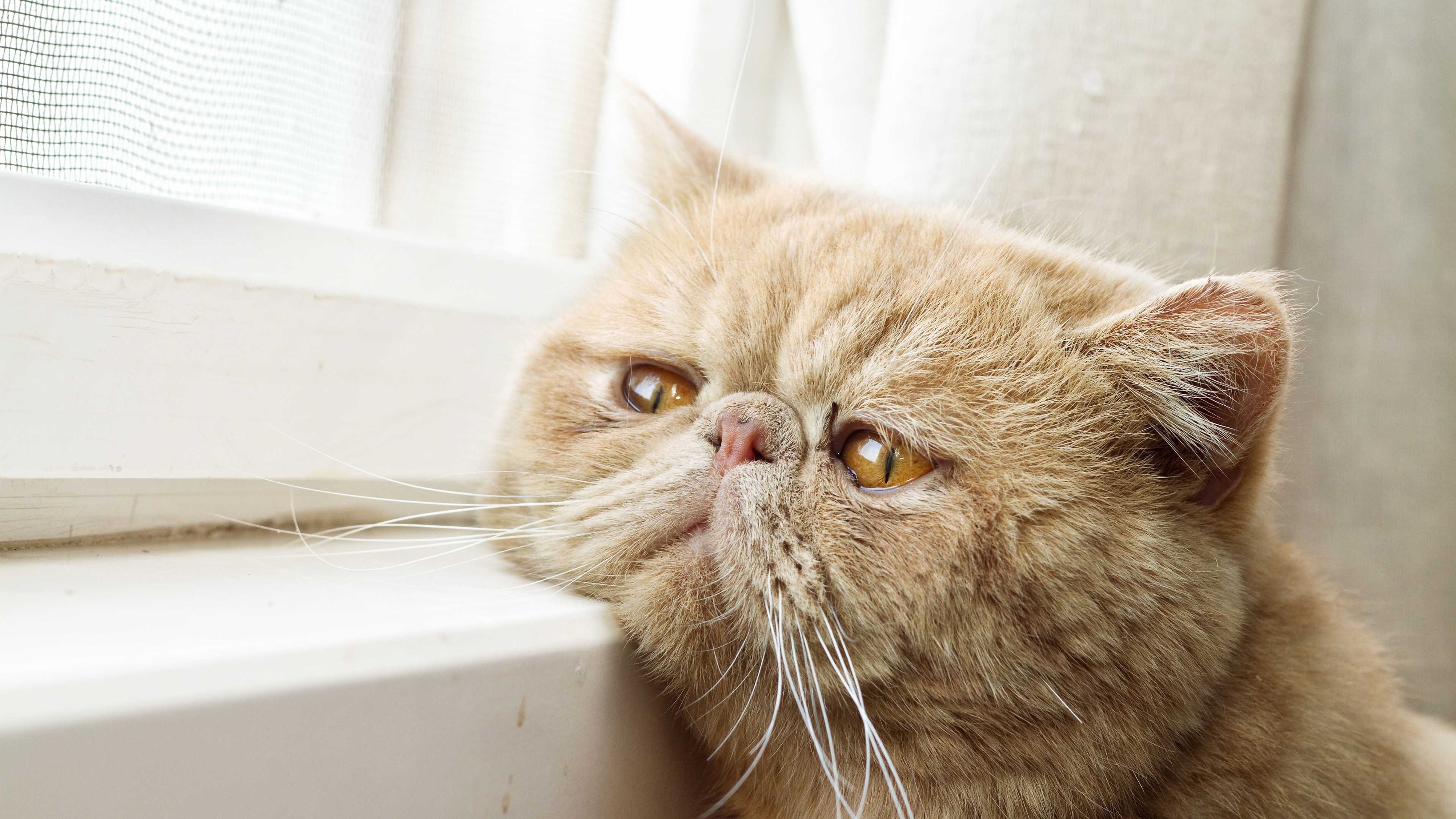 A close-up portrait of an Exotic Shorthair cat with a sad and melancholy facial expression.