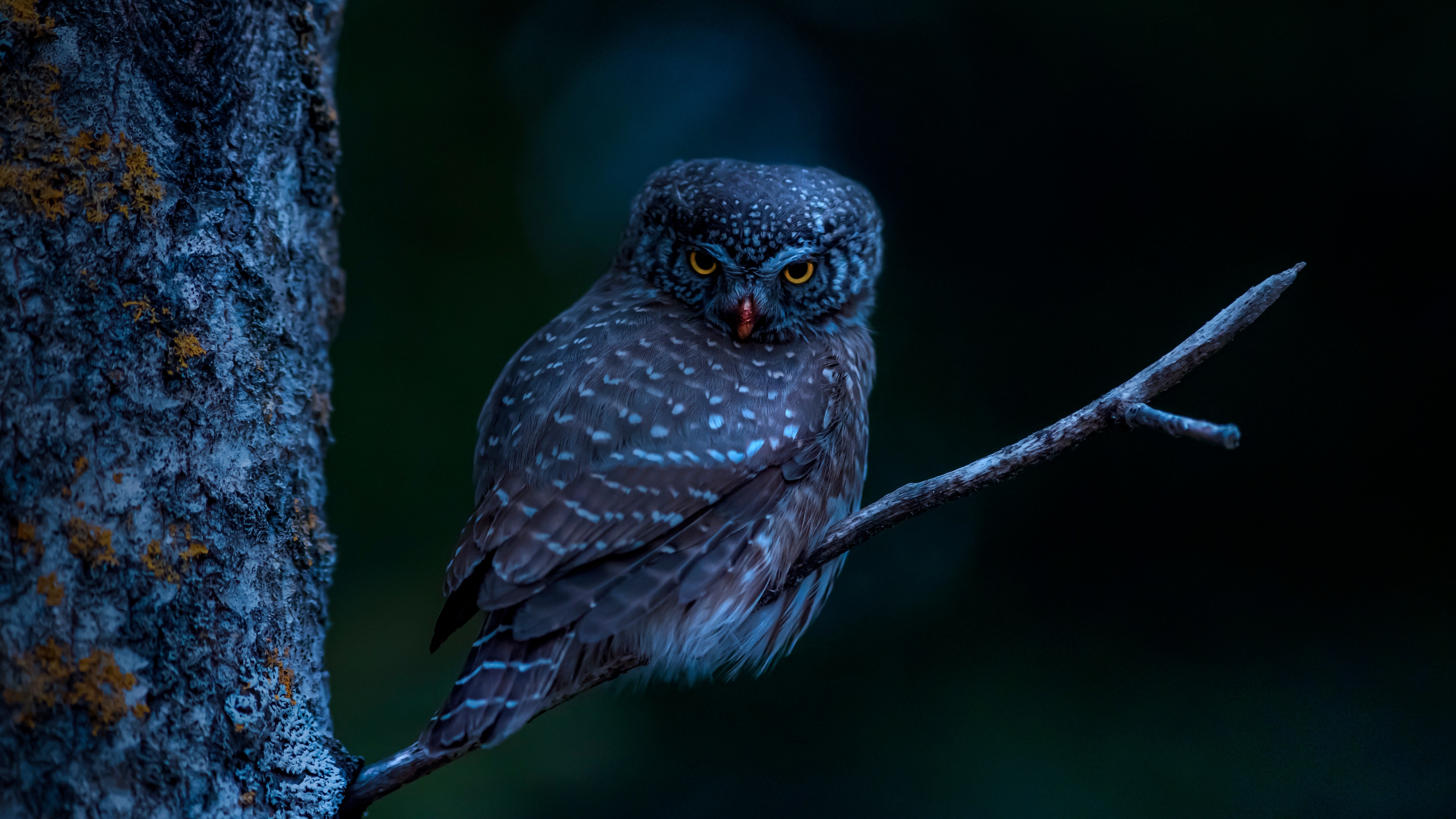 A detailed close-up of a bird perched on a tree branch under a dark night sky.
