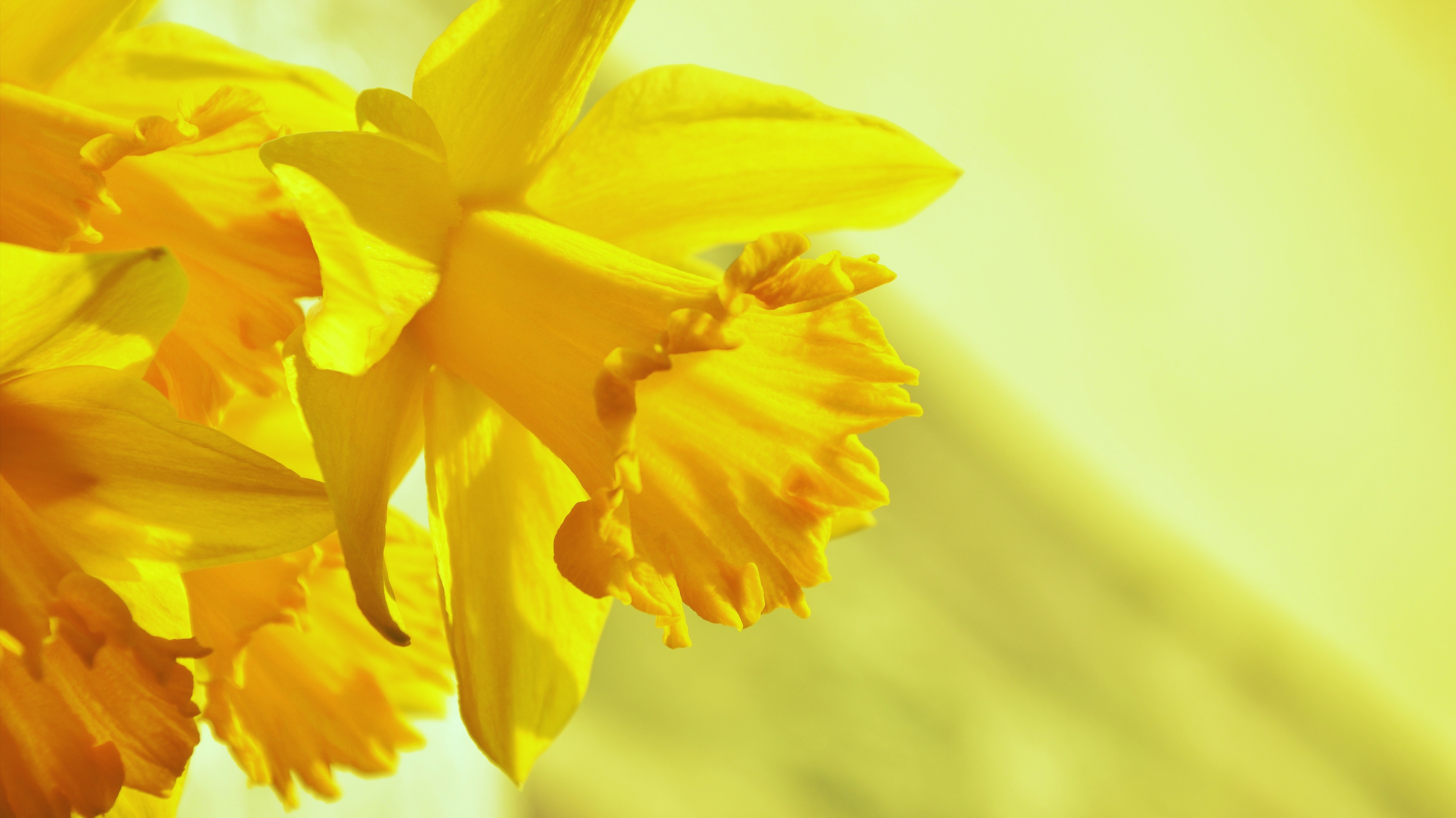 Close-up of yellow blossoms against a bright yellow background.