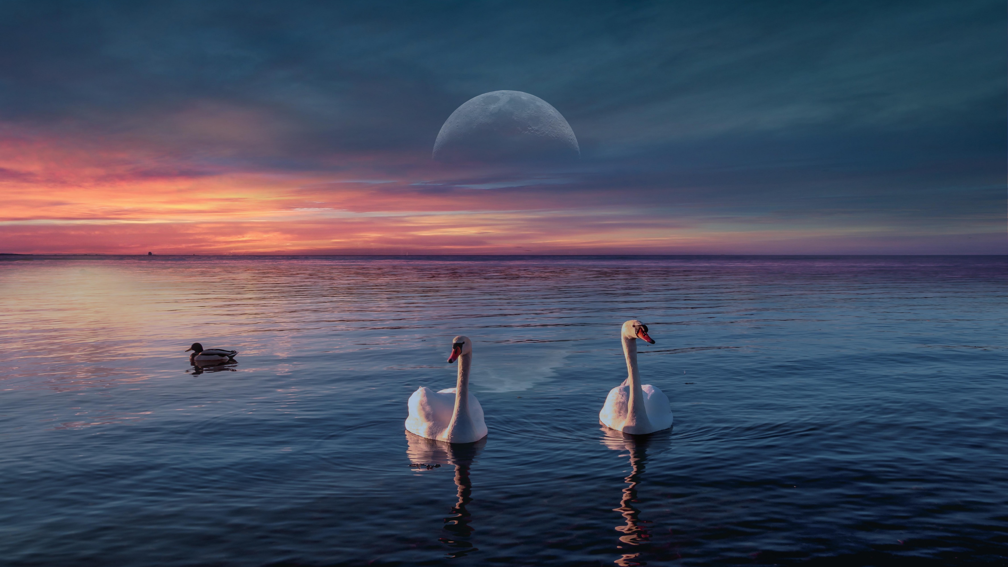 Swans swimming on a peaceful lake under a sunset and moonlit sky.