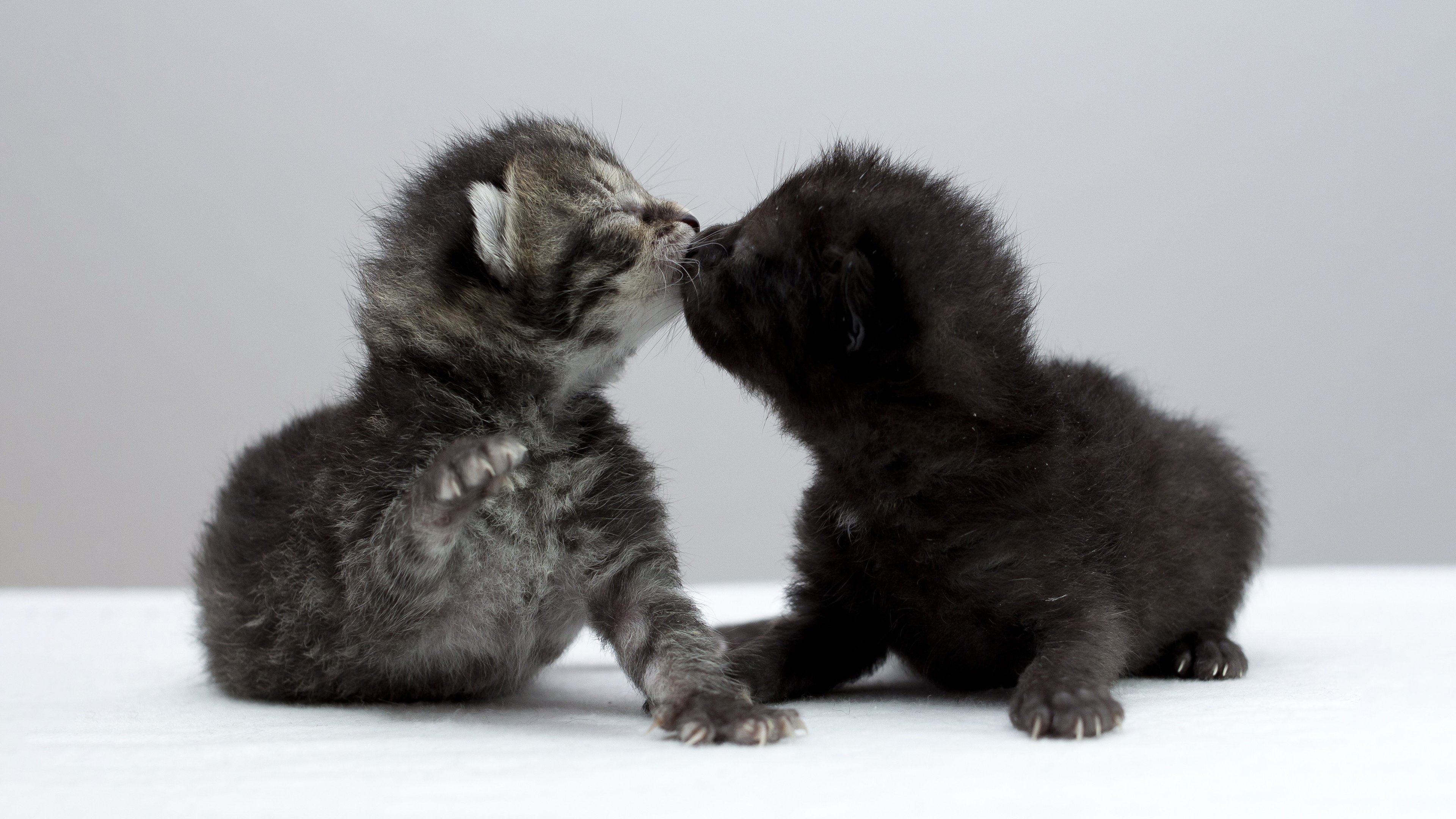 A group of small, fluffy kittens playing together in a lively and adorable manner.