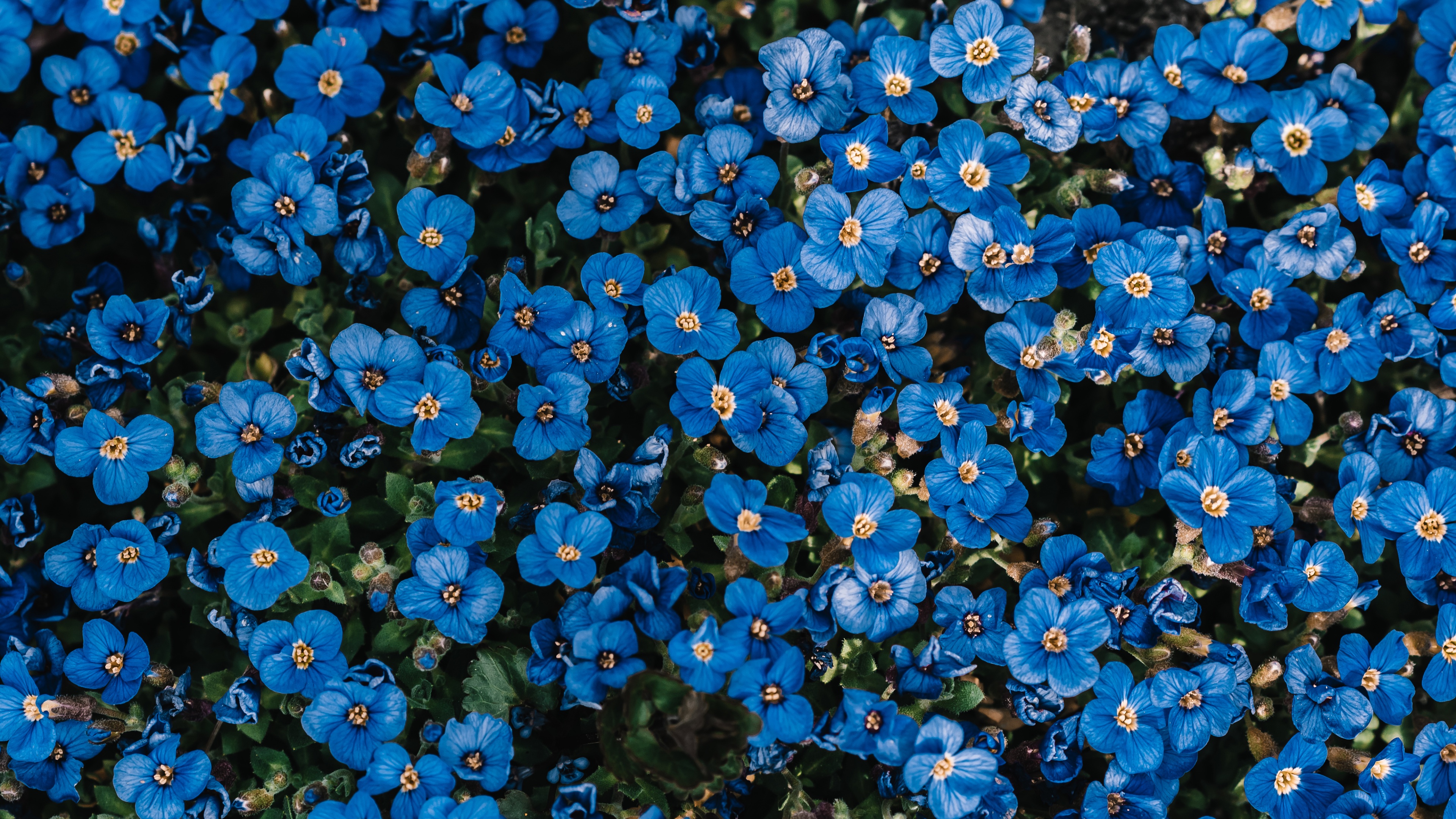 A beautiful display of blue blossoms in a lush spring flower garden.