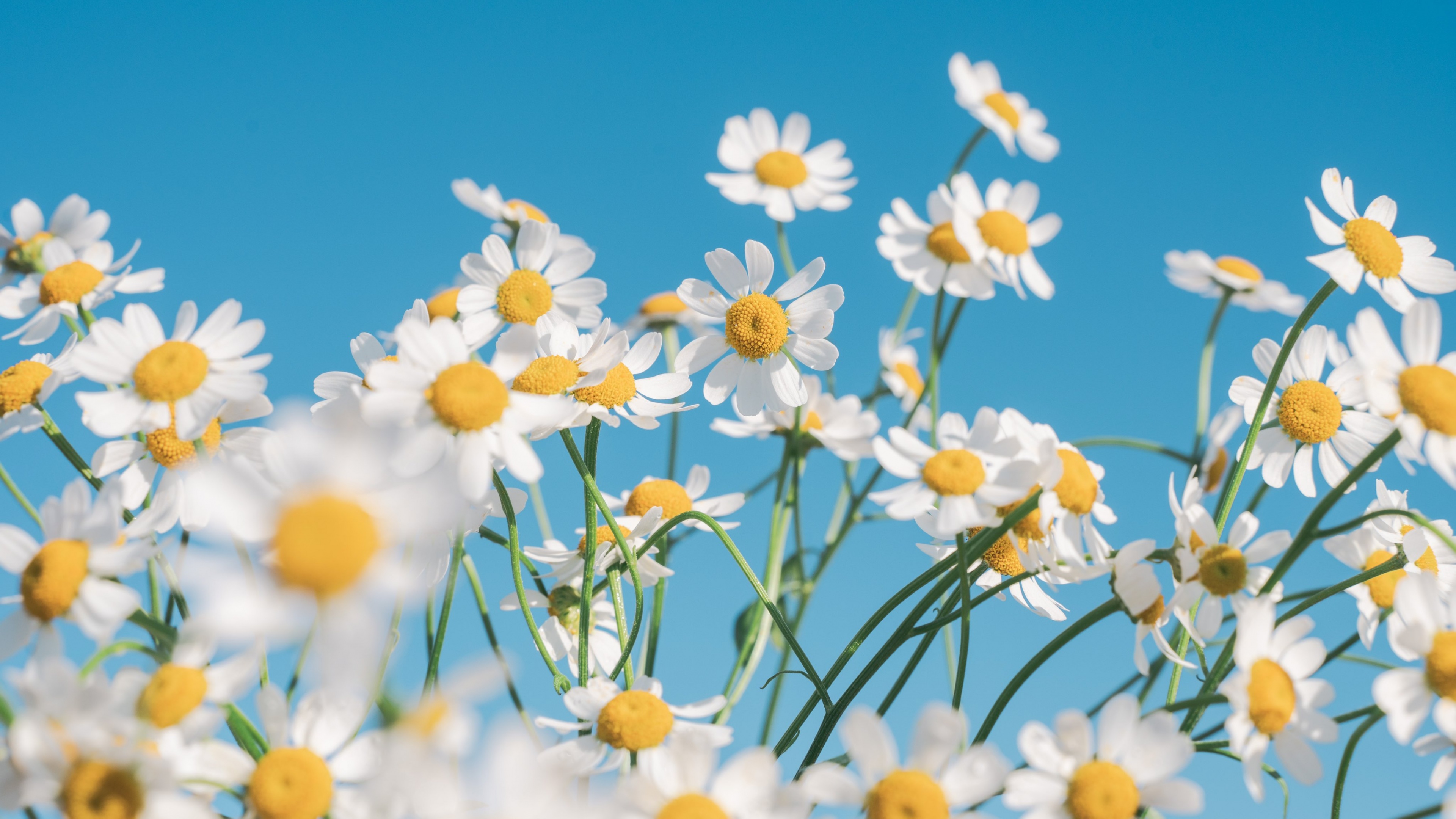 Close-up of beautiful white flowers blooming under a bright, clear blue sky.