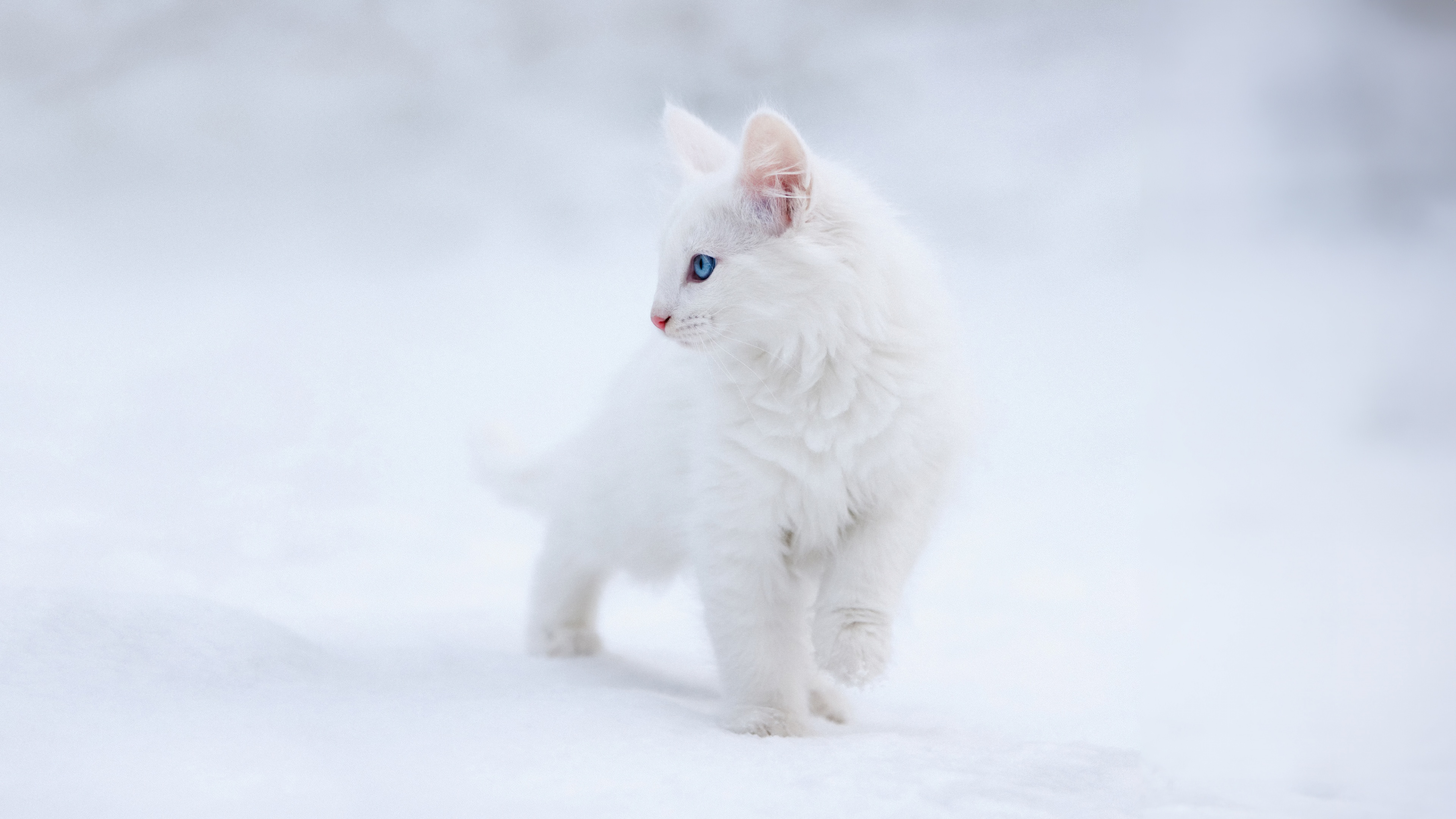 A fluffy white kitten with bright blue eyes sitting in the snow.
