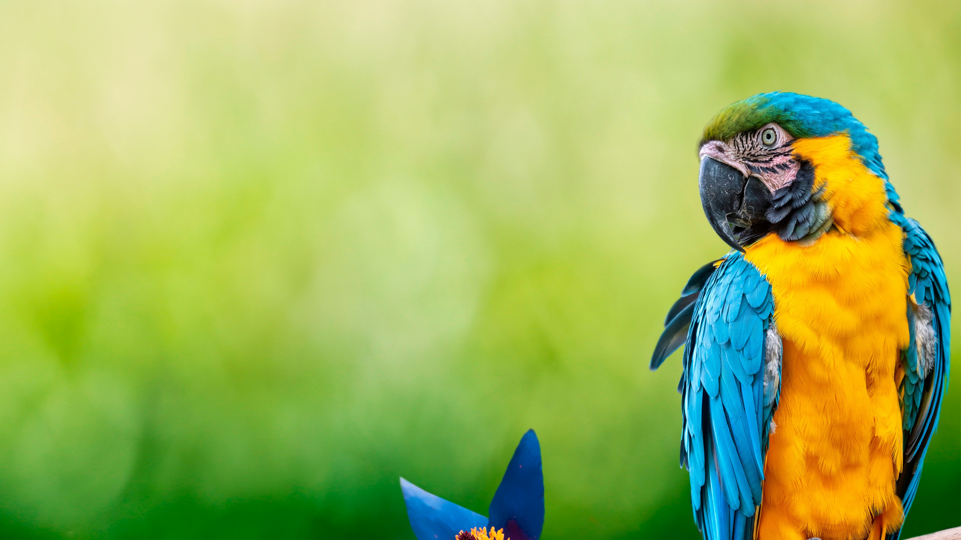 A colorful macaw parrot perched near a blue flower against a vibrant green background.