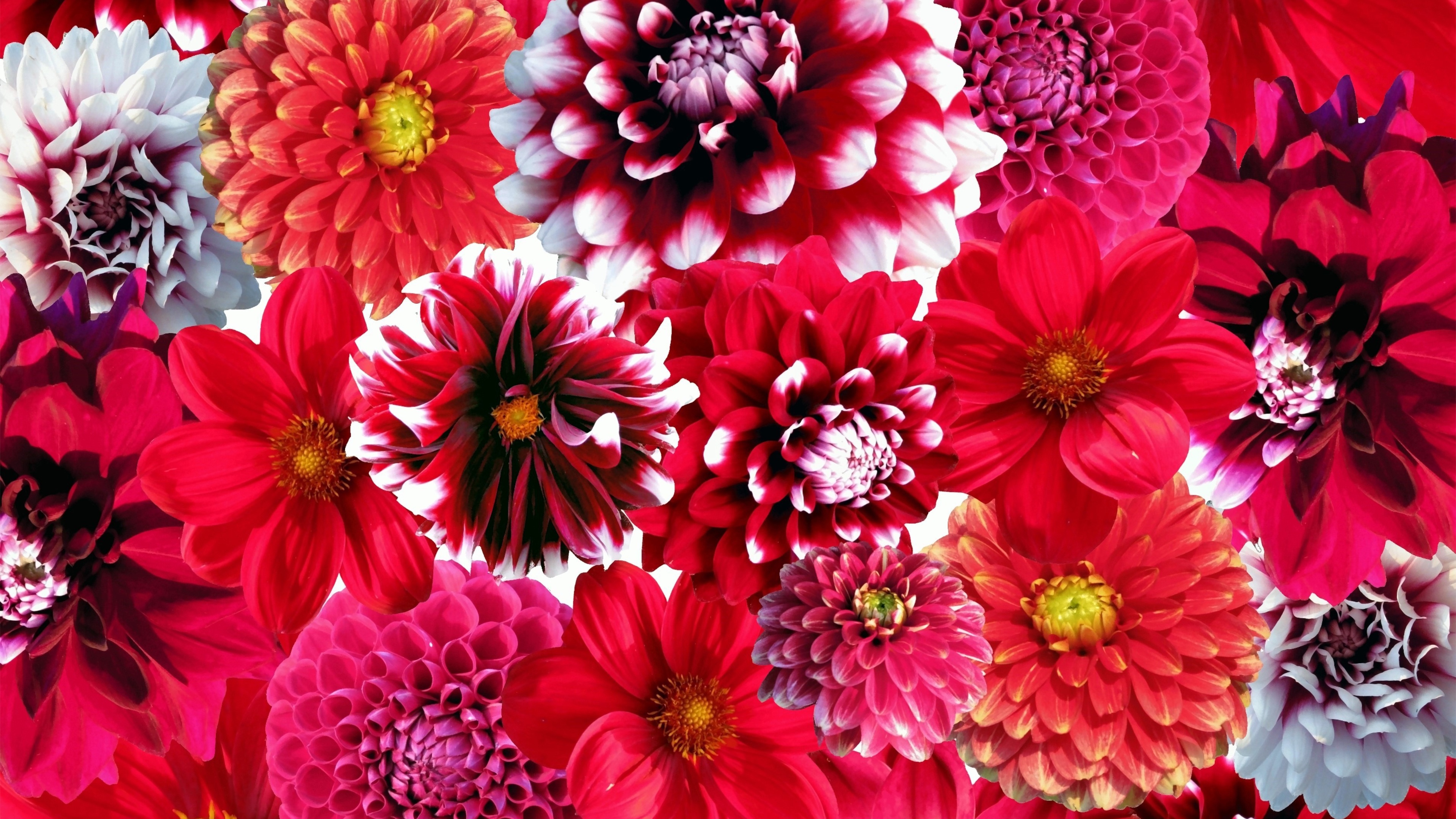Close-up of vibrant red Dahlia flowers with intricate petals against a soft floral background.