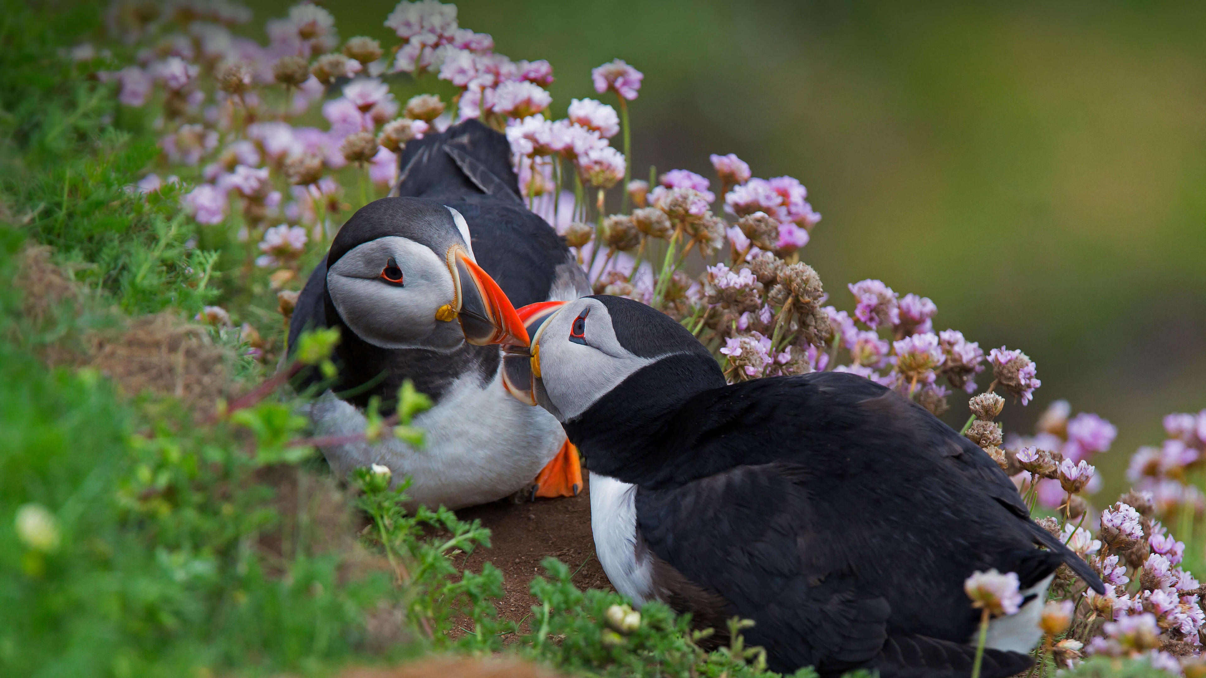 A close-up view of several Atlantic puffins standing together in a natural coastal environment.