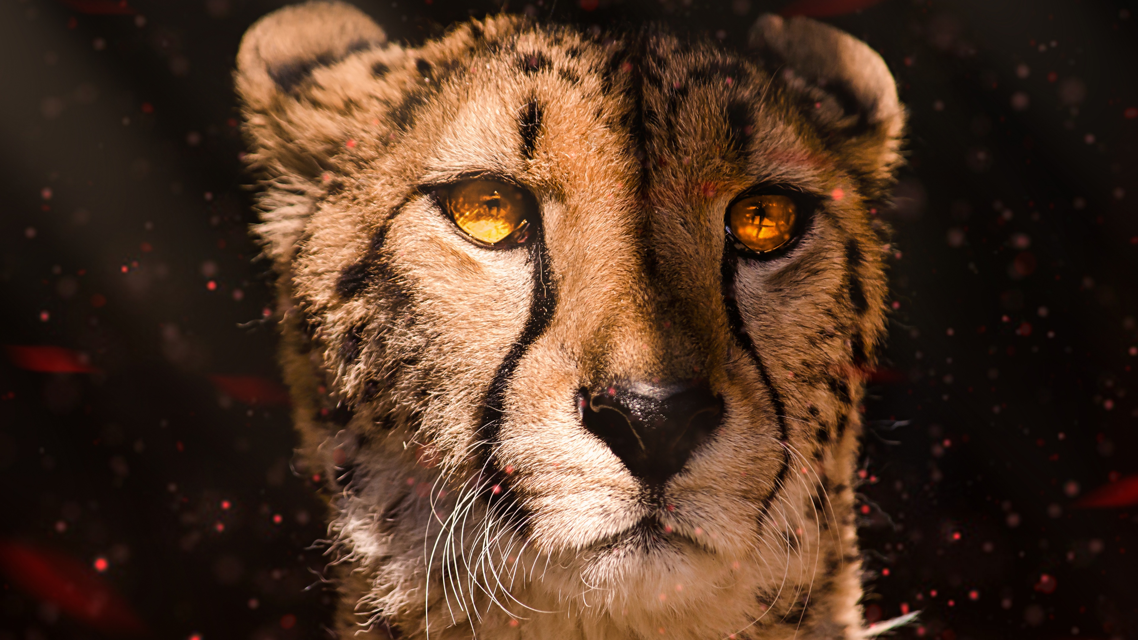 A high-detail, cinematic view of a cheetah integrated with intense orange flames and glowing embers against a dark background.