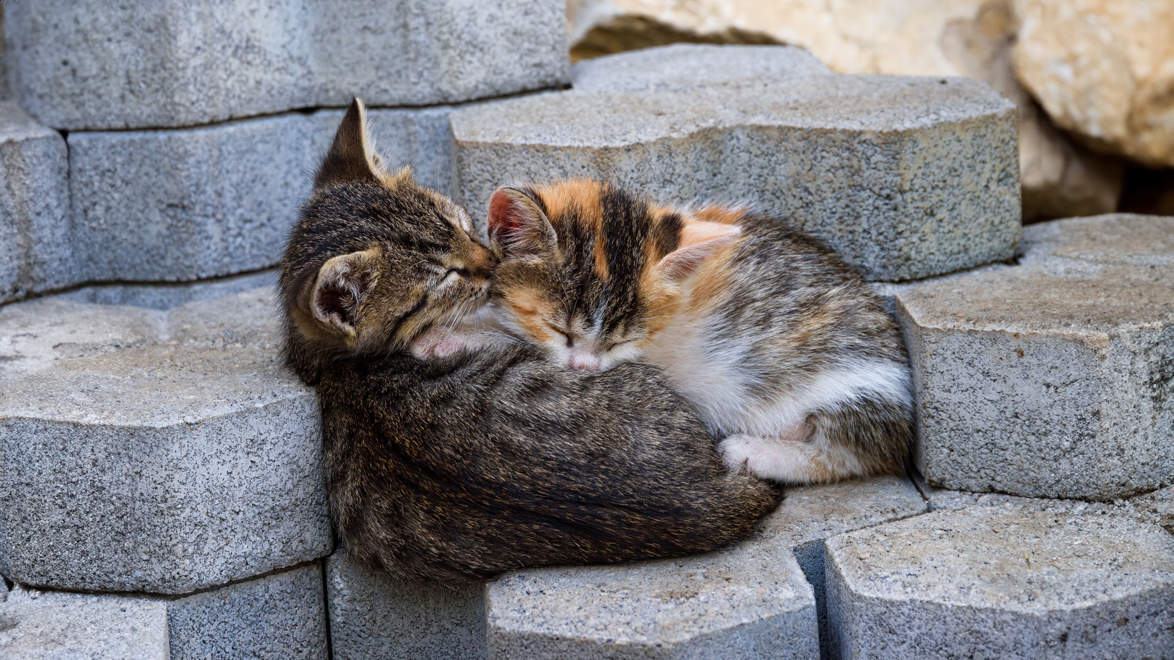 A cluster of adorable, fluffy kittens sleeping peacefully huddled together in a cozy group.