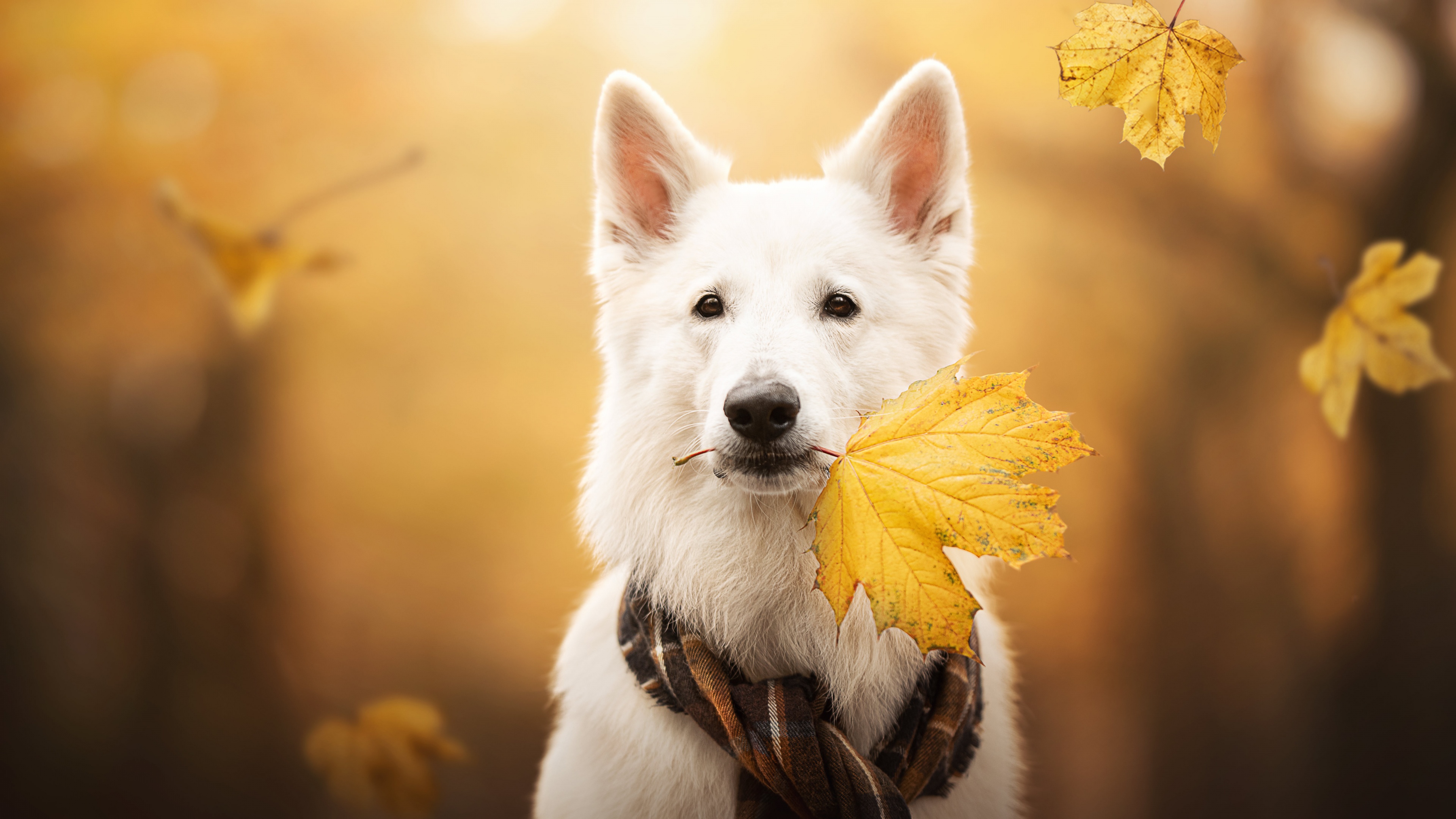 A beautiful white dog sitting among colorful orange and yellow autumn leaves.