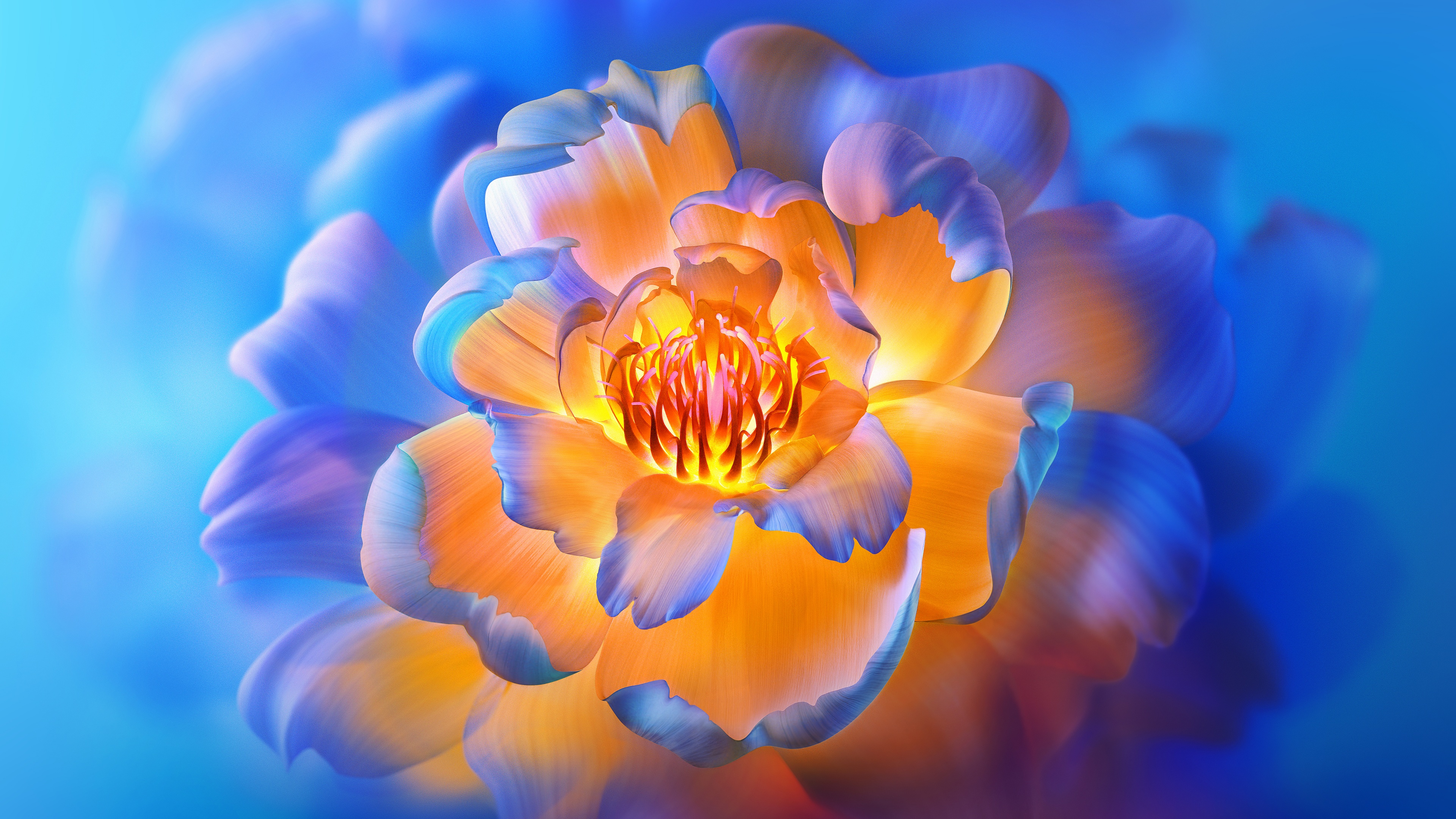 Close-up of blooming pink and white peony flowers with soft lighting and detailed petals in an aesthetic arrangement.