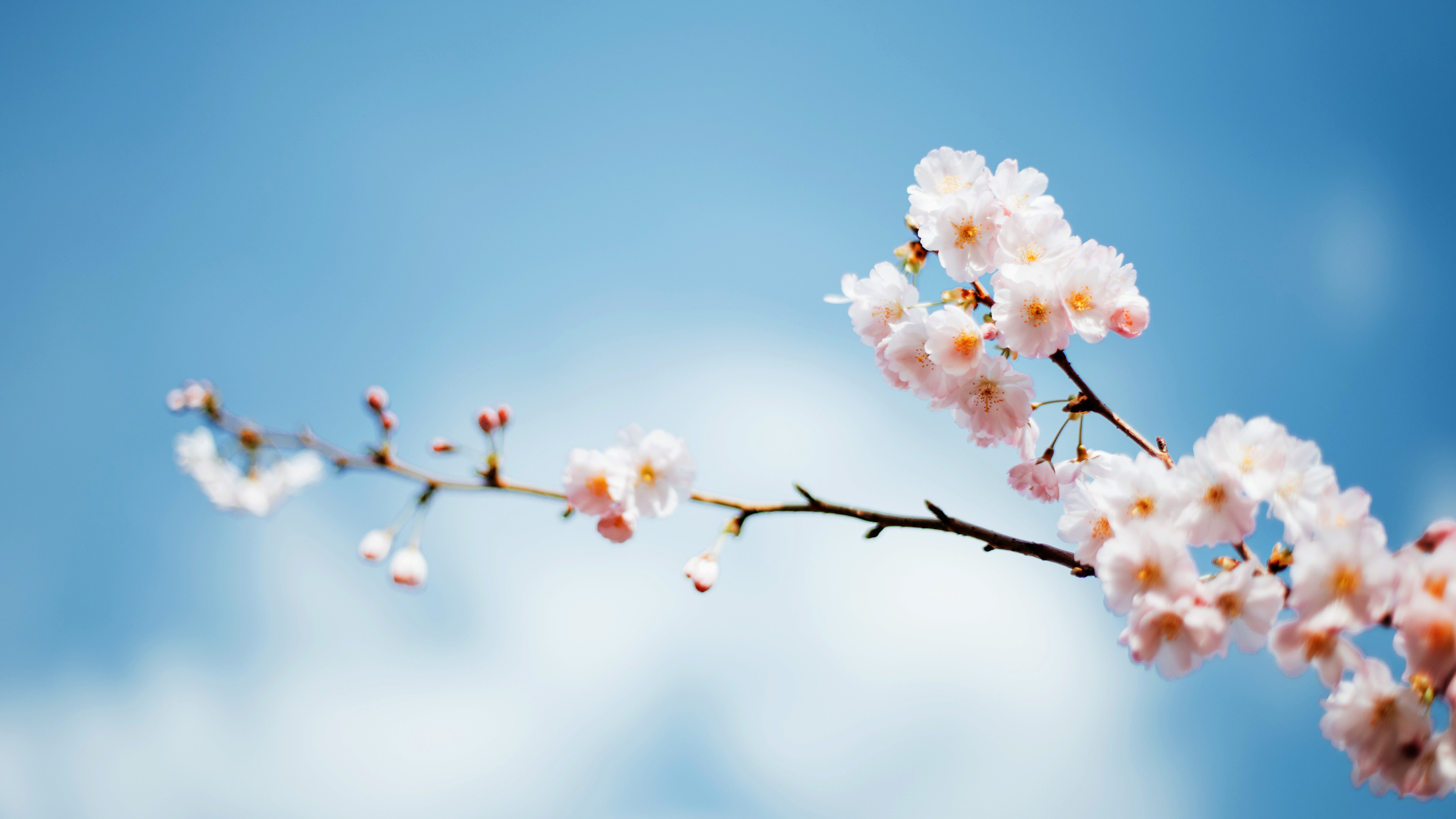 Close-up macro shot of pink cherry blossoms (Sakura) with a blurred bokeh background.