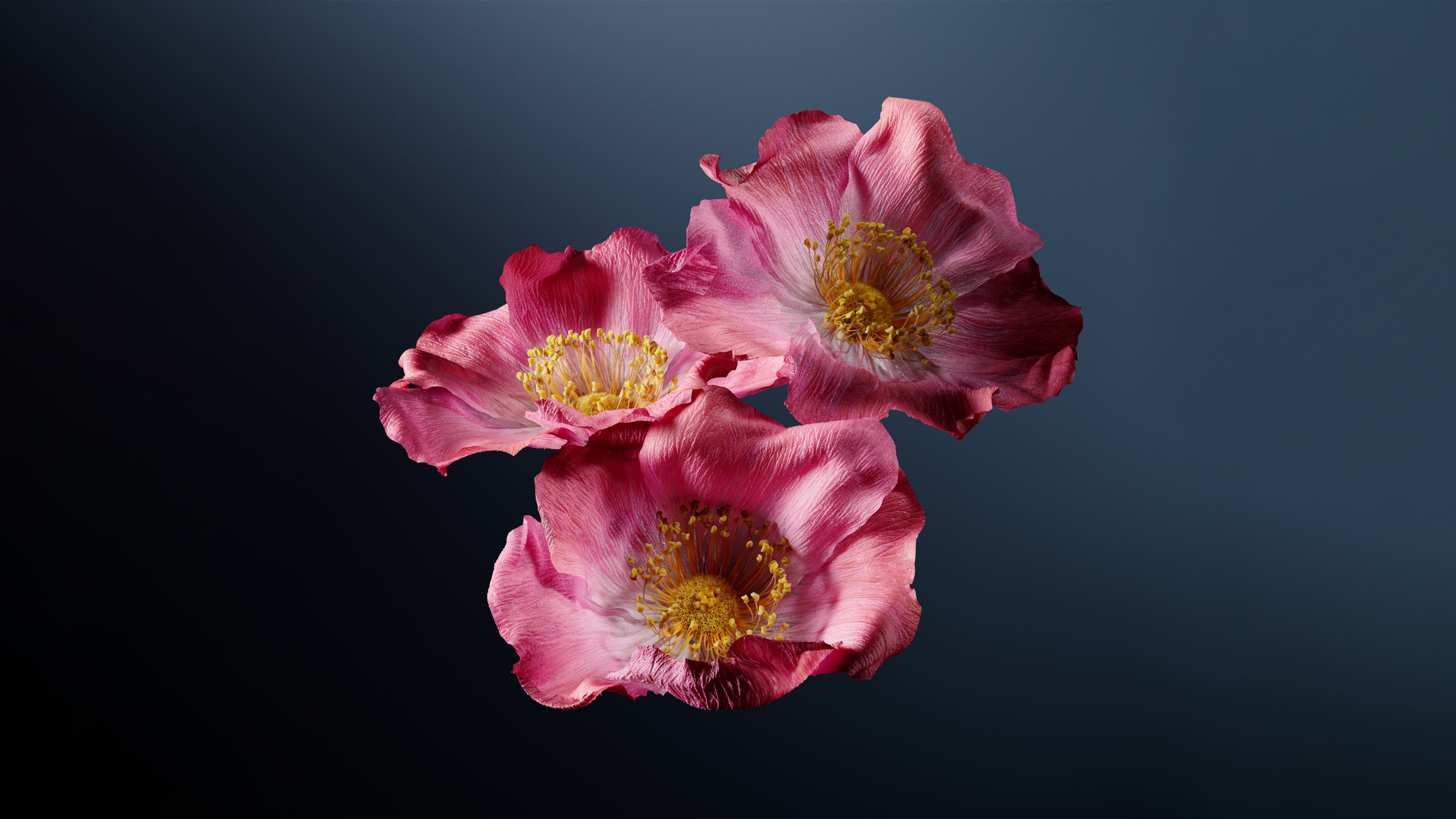 Close-up of bright pink poppy flowers against a dark, moody backdrop.