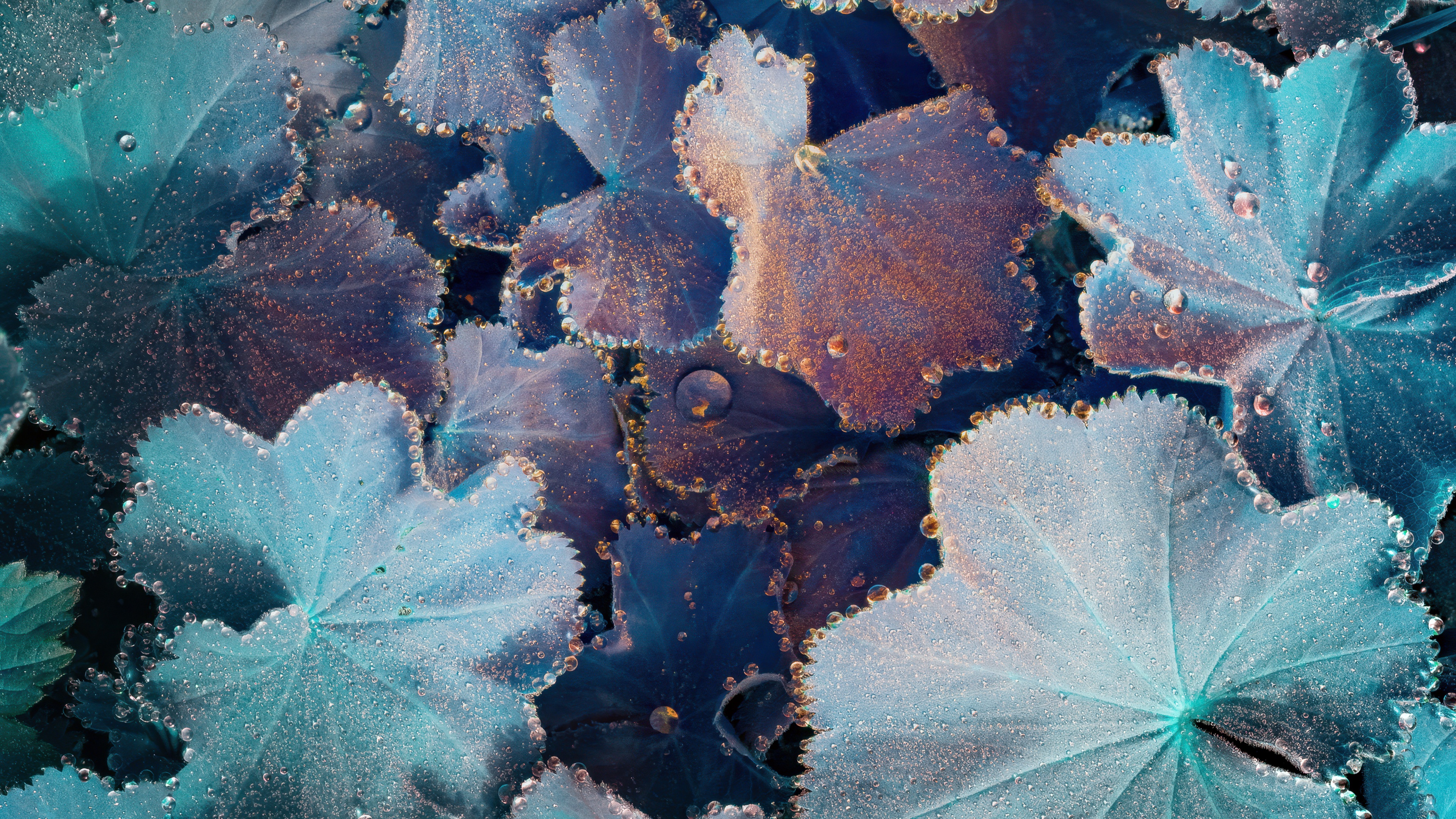 Macro close-up of green leaves covered in sparkling, iridescent dew drops.