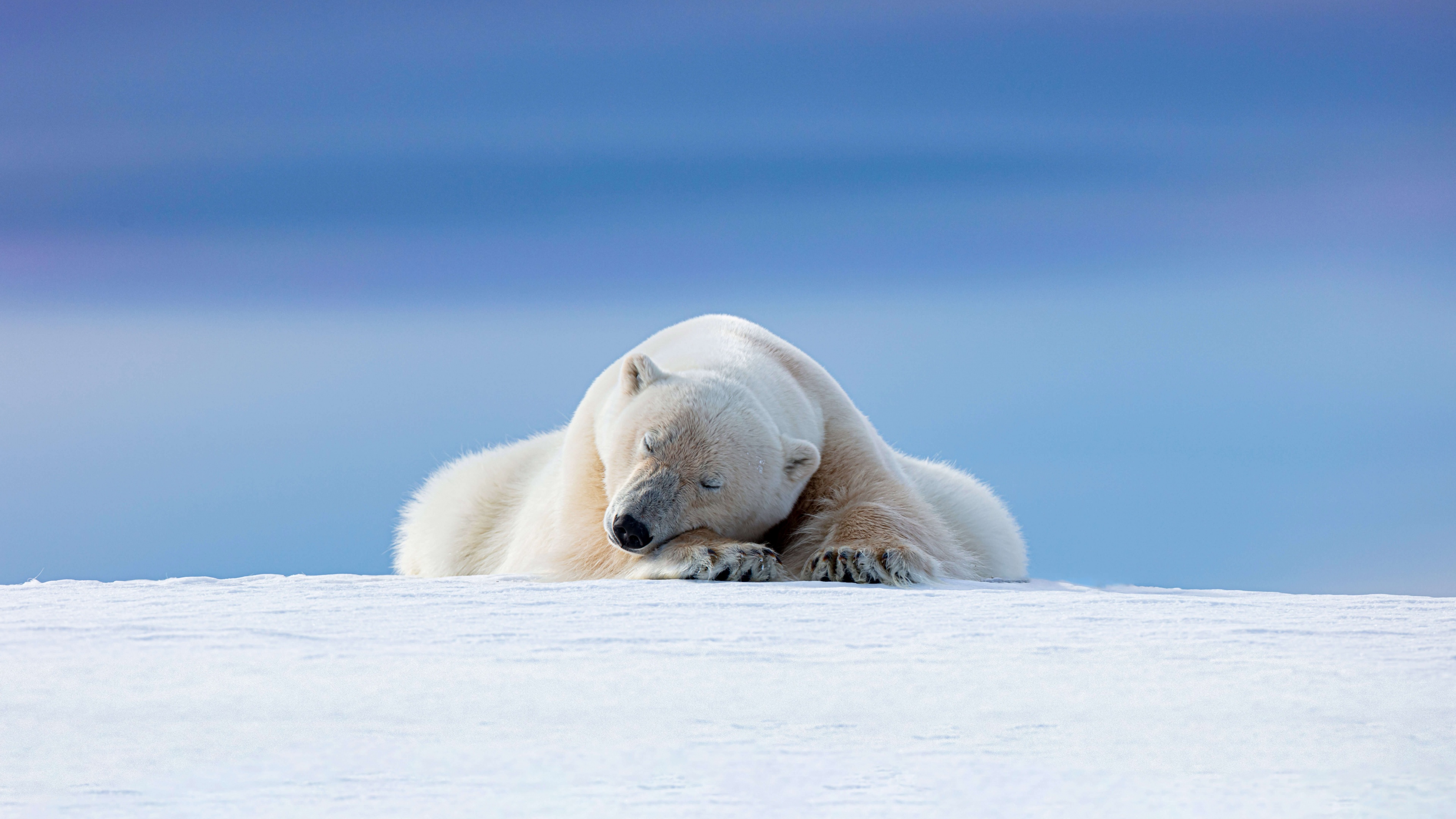 A highly detailed, close-up view of a polar bear in a snowy Arctic landscape.